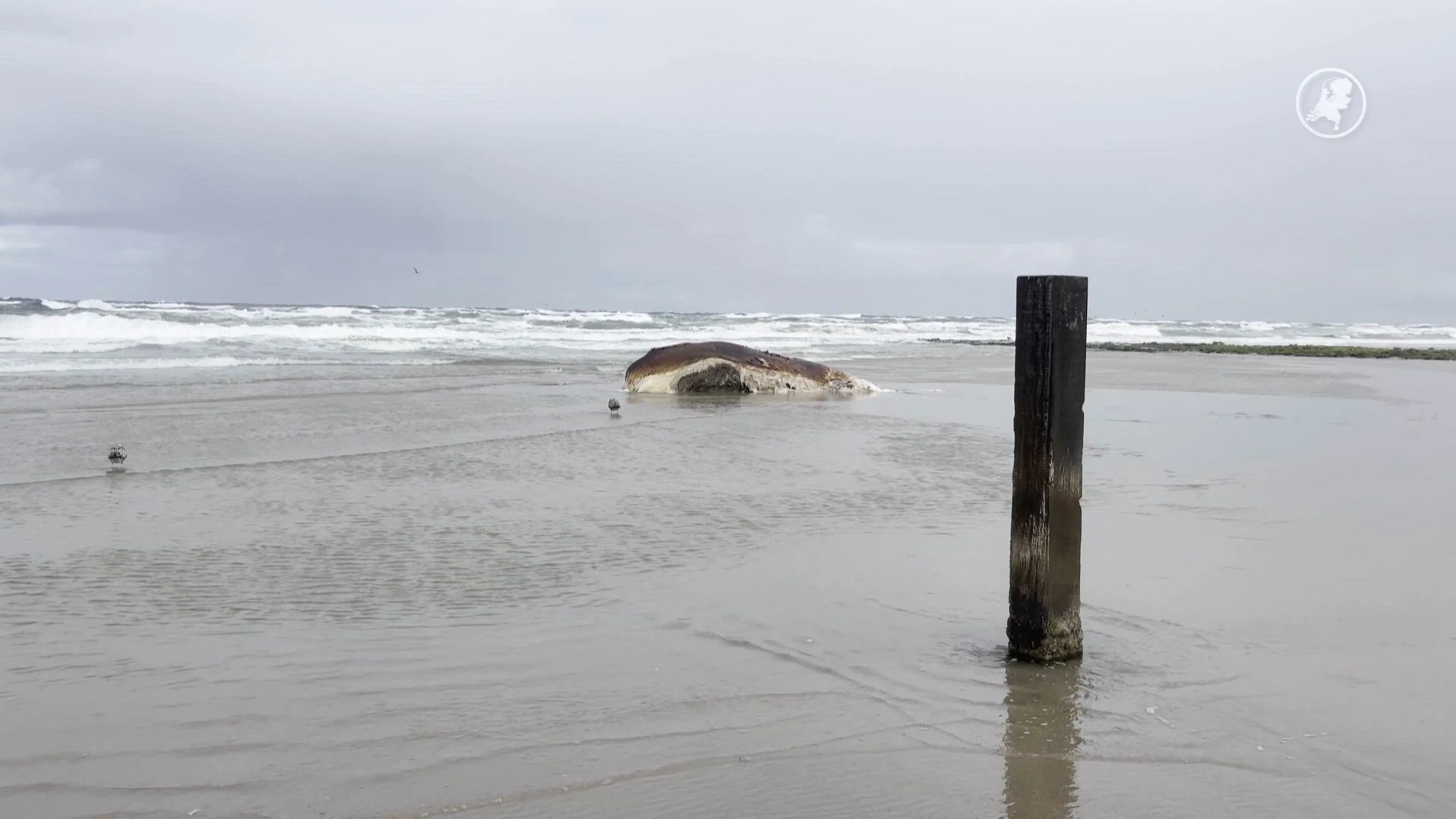 Dode dwergvinvis spoelt aan op Vlieland