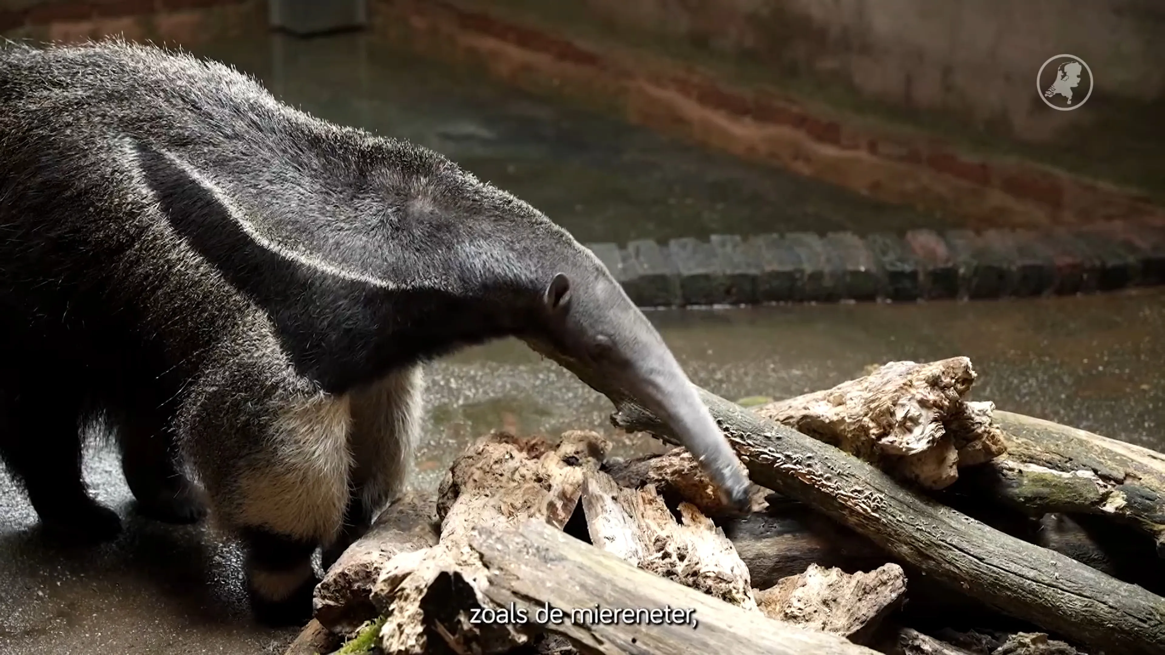 Beschuit met muisjes in GaiaZOO: reuzenmiereneter geboren
