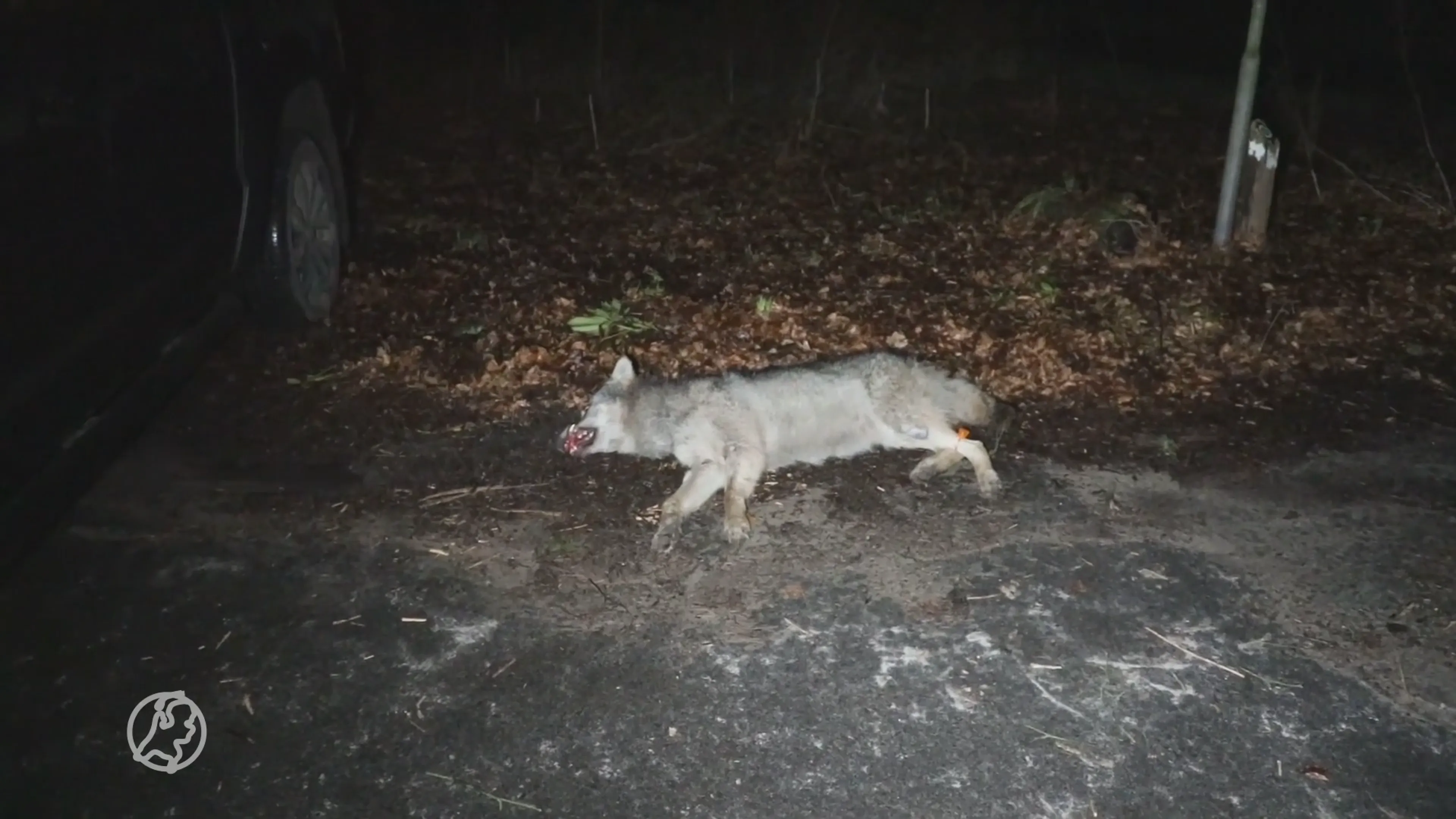 Dode wolf gevonden in bos tussen Ede en Wekerom