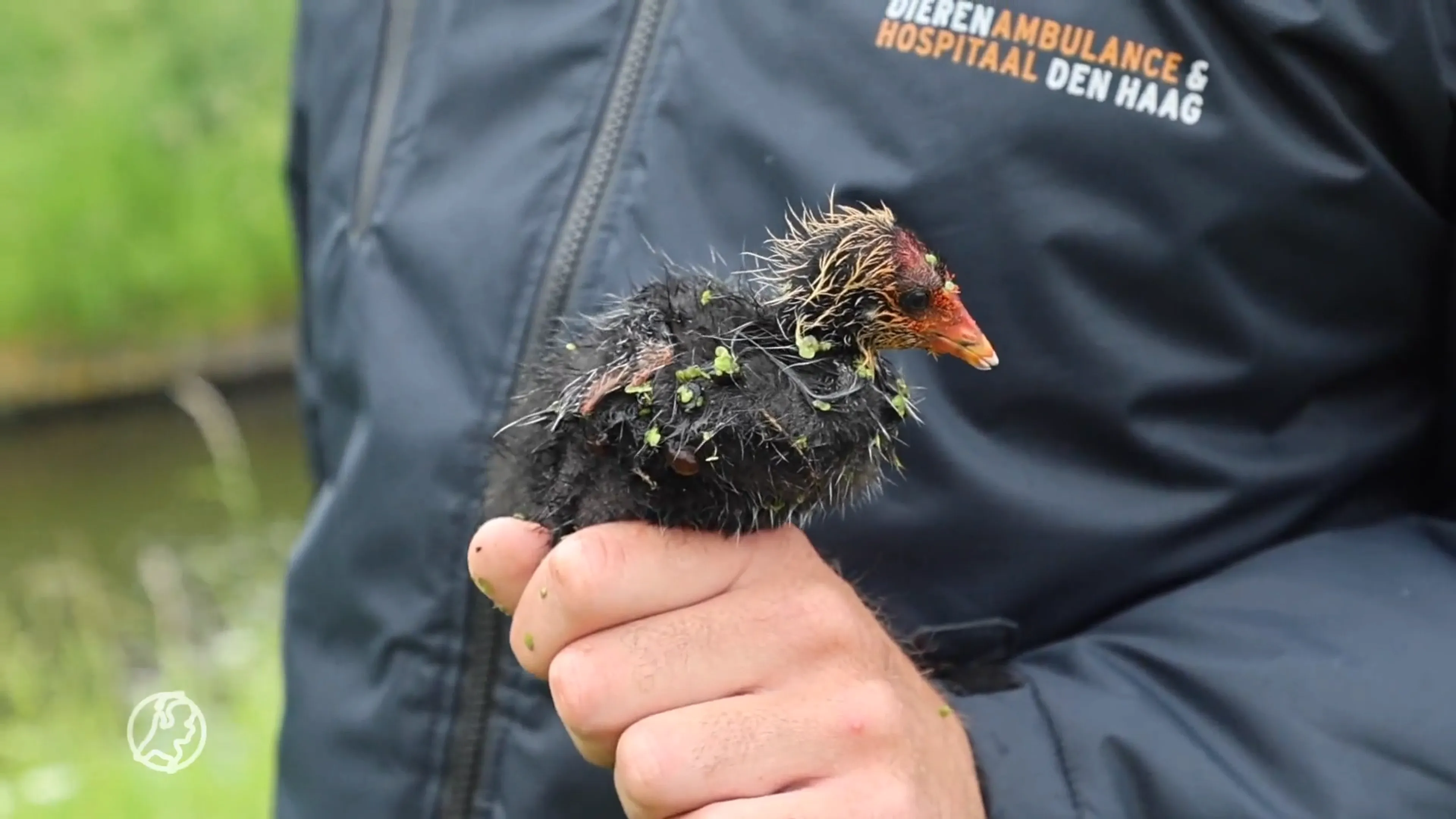 Dierenambulance redt jong meerkoetje dat vastzit achter rooster