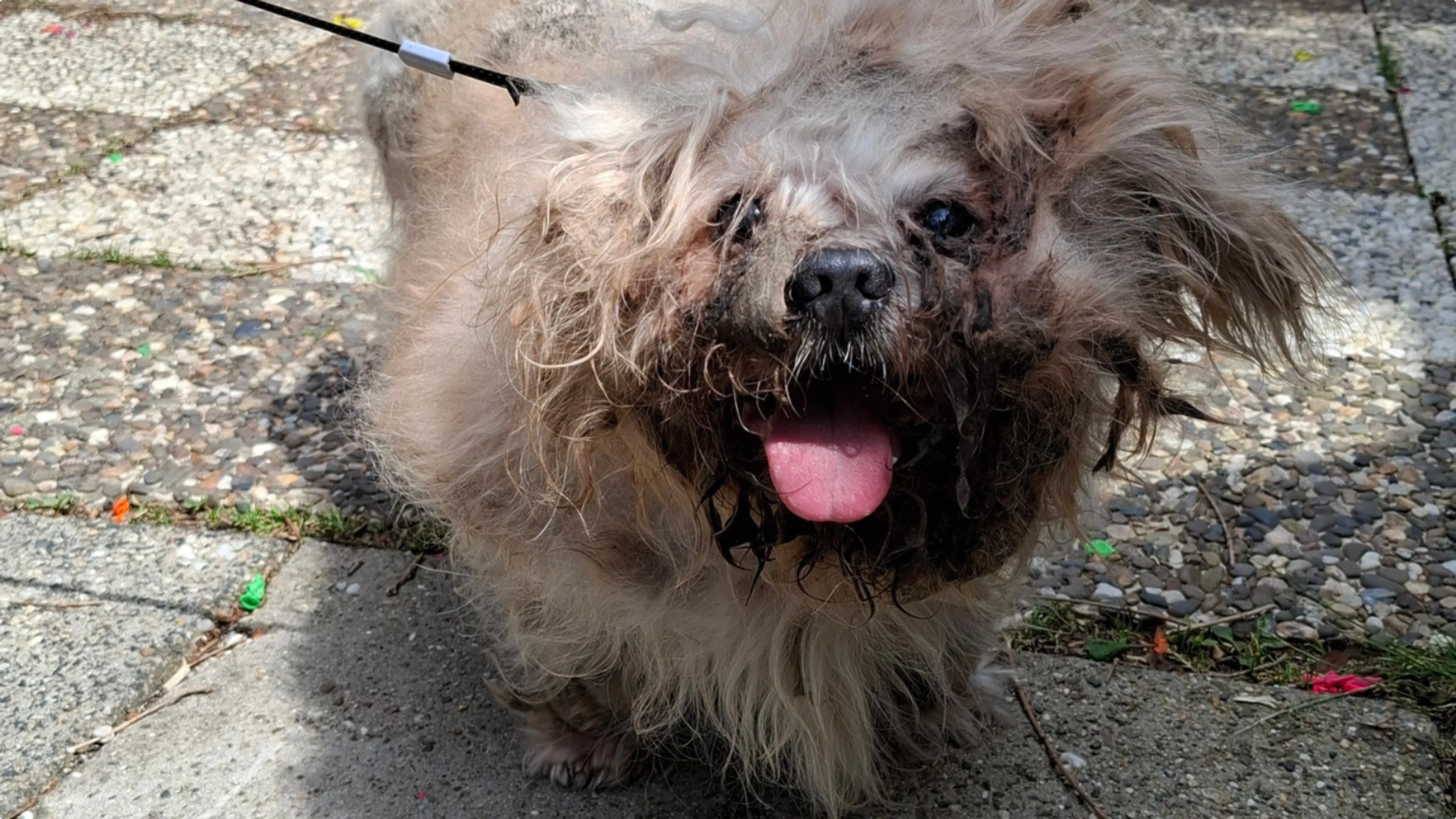 De verwaarloosde hond uit Kerkrade - beeld: Landelijke Inspectiedienst Dierenwelzijn