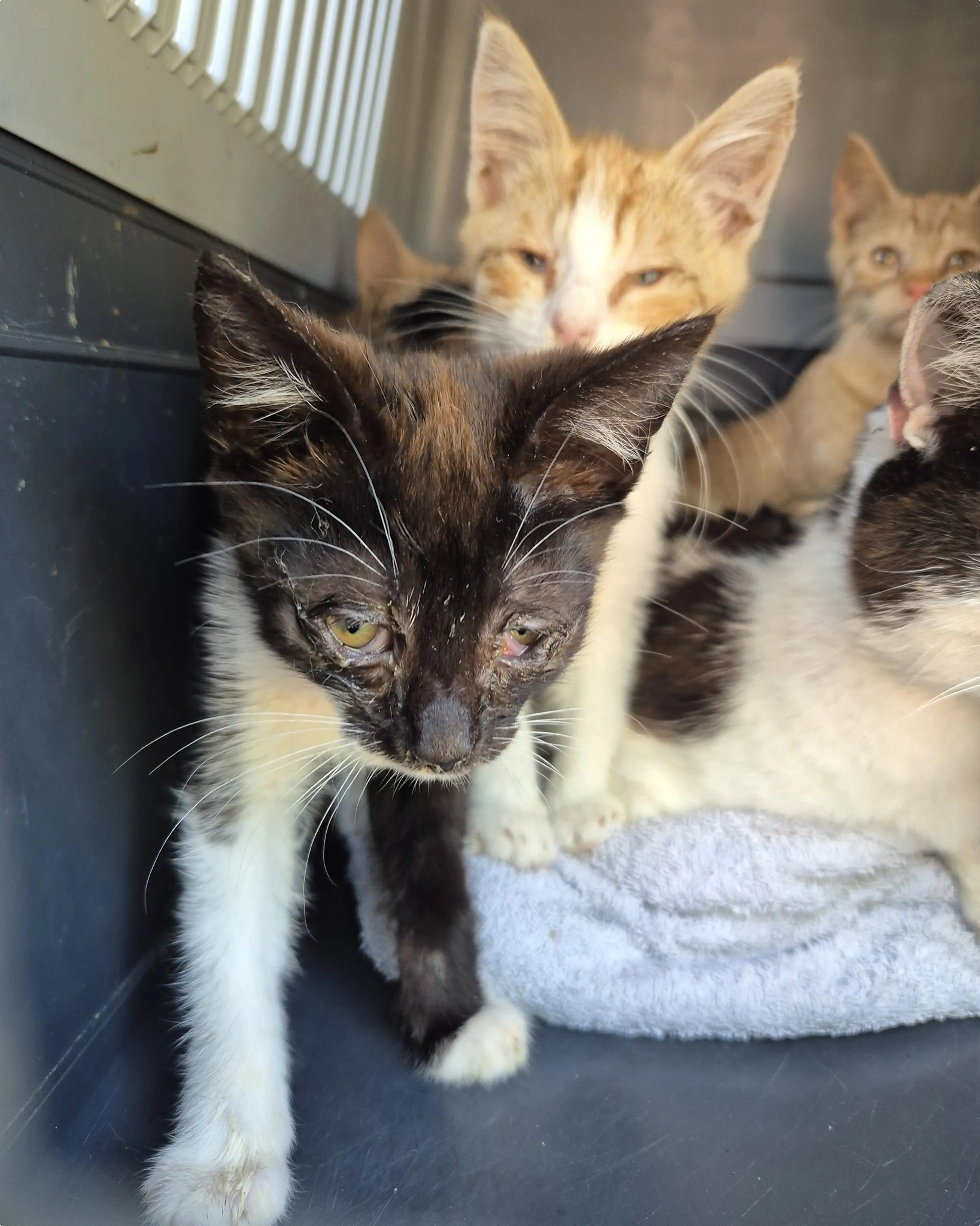 Beeld: Stichting Kat in Nood