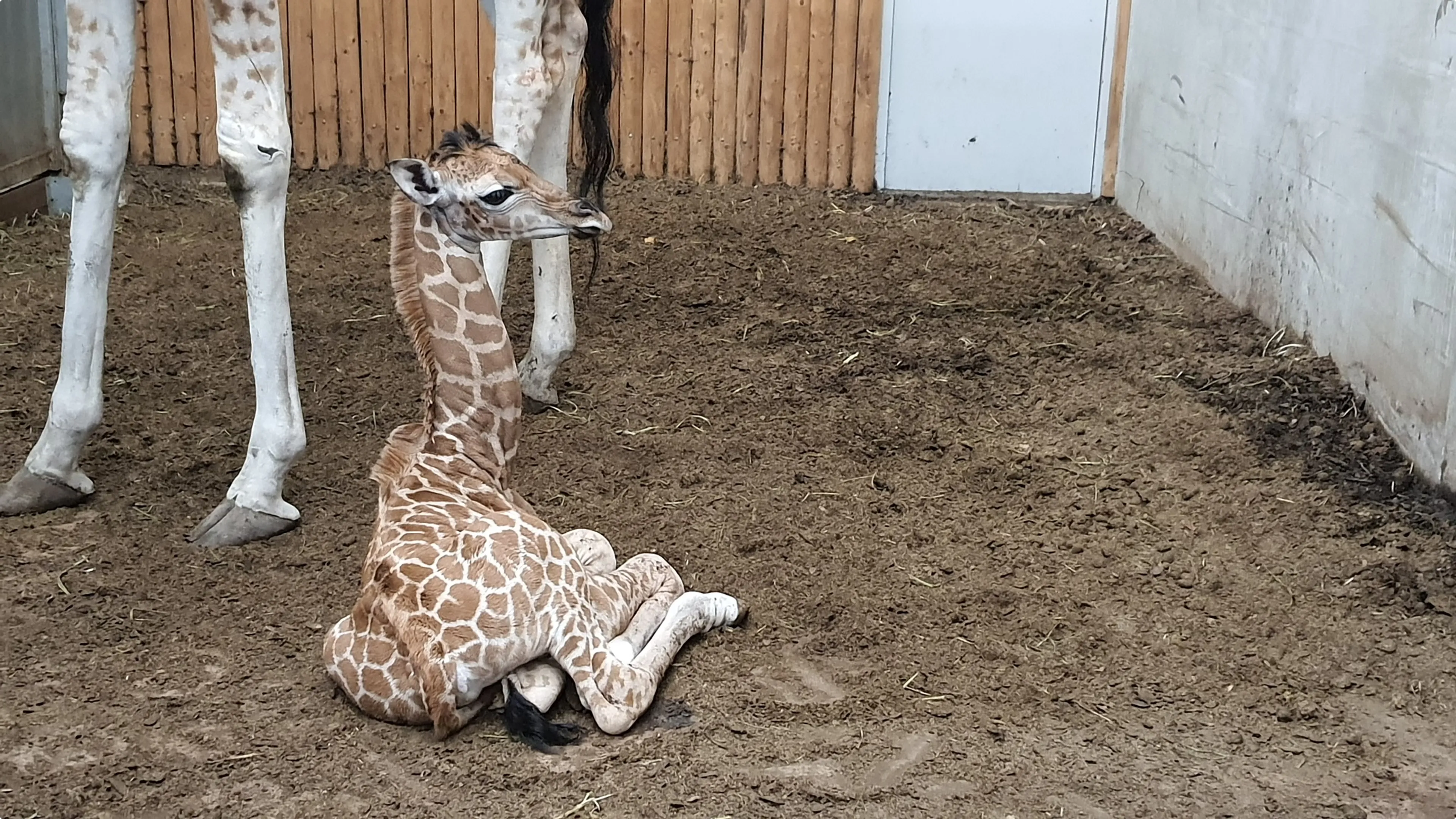 Girafje geboren in Wildlands Emmen2