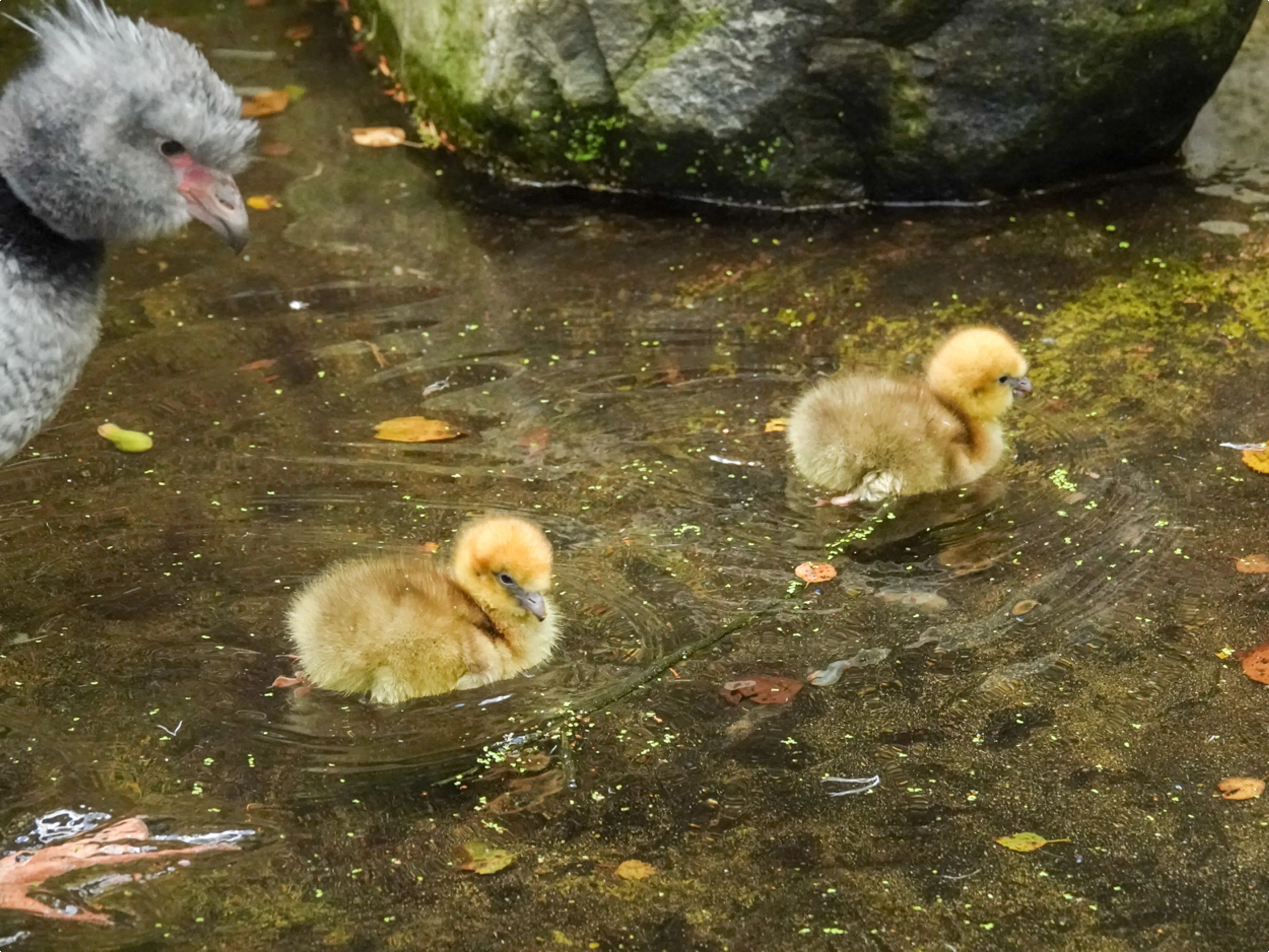 Hoenderkoet DierenPark Amersfoort