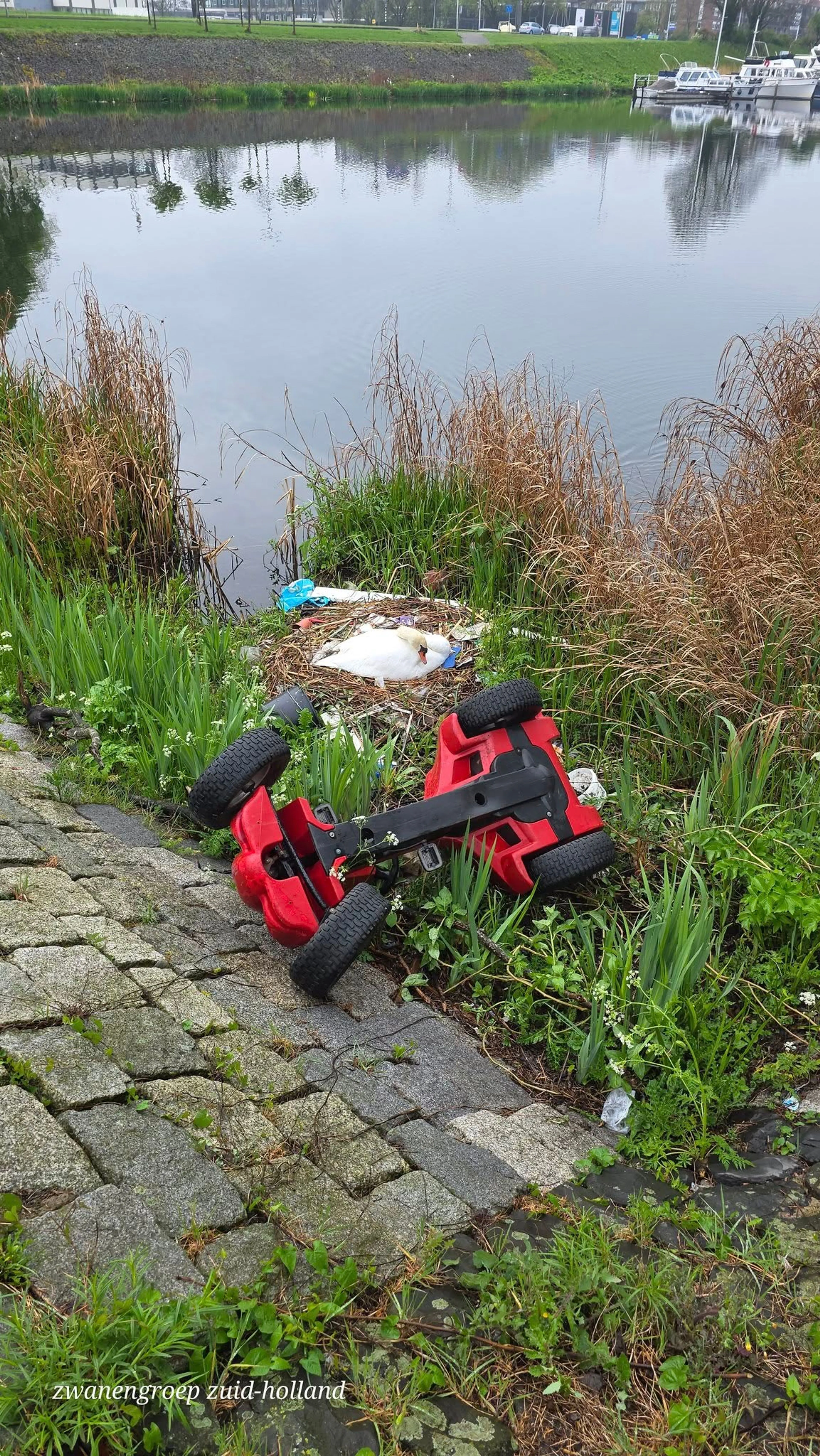 Beeld: Zwanengroep Zuid-Holland
