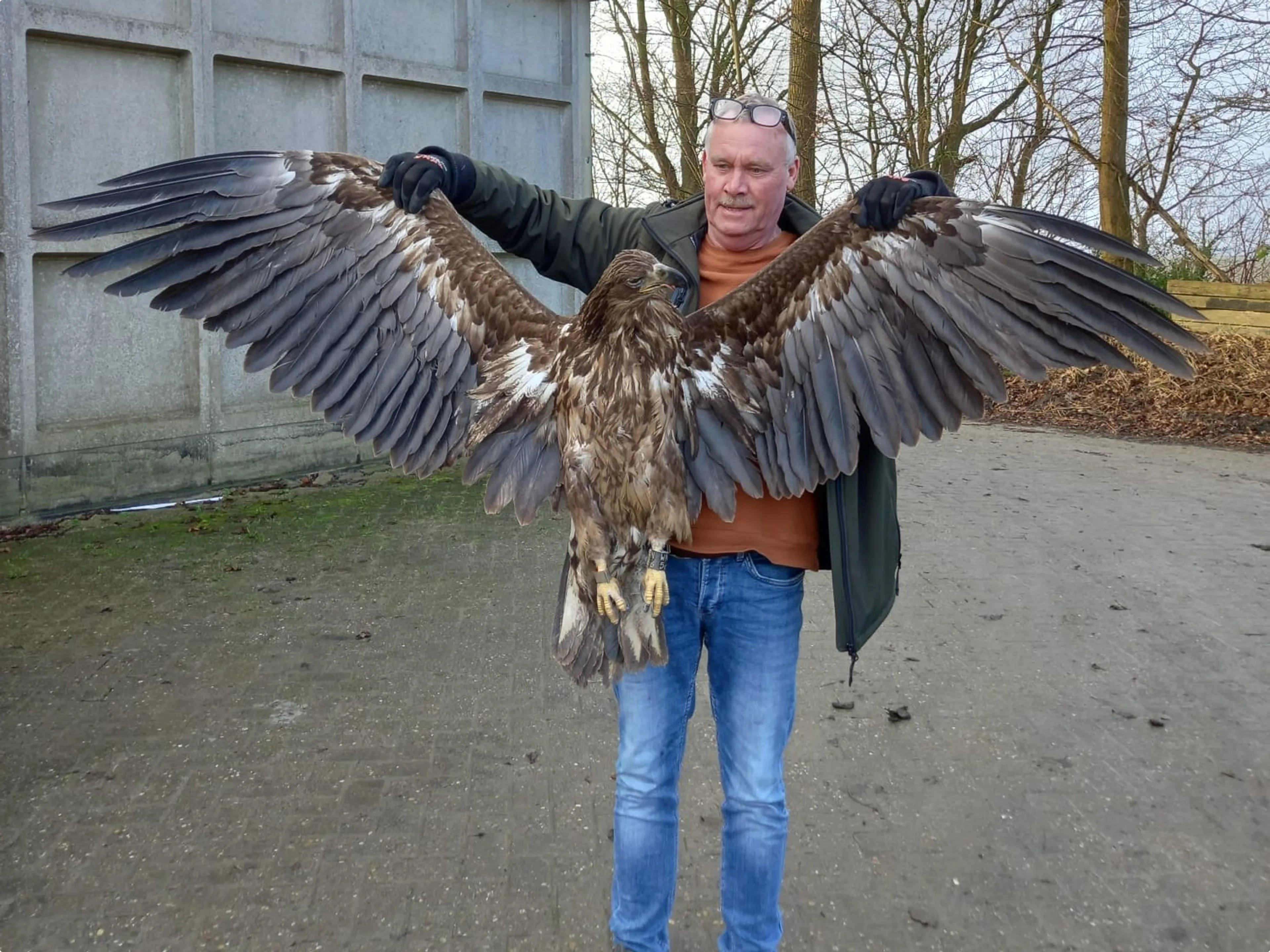 Zeearend overleden door aanvaring windturbine. Beeld: Hans Docter