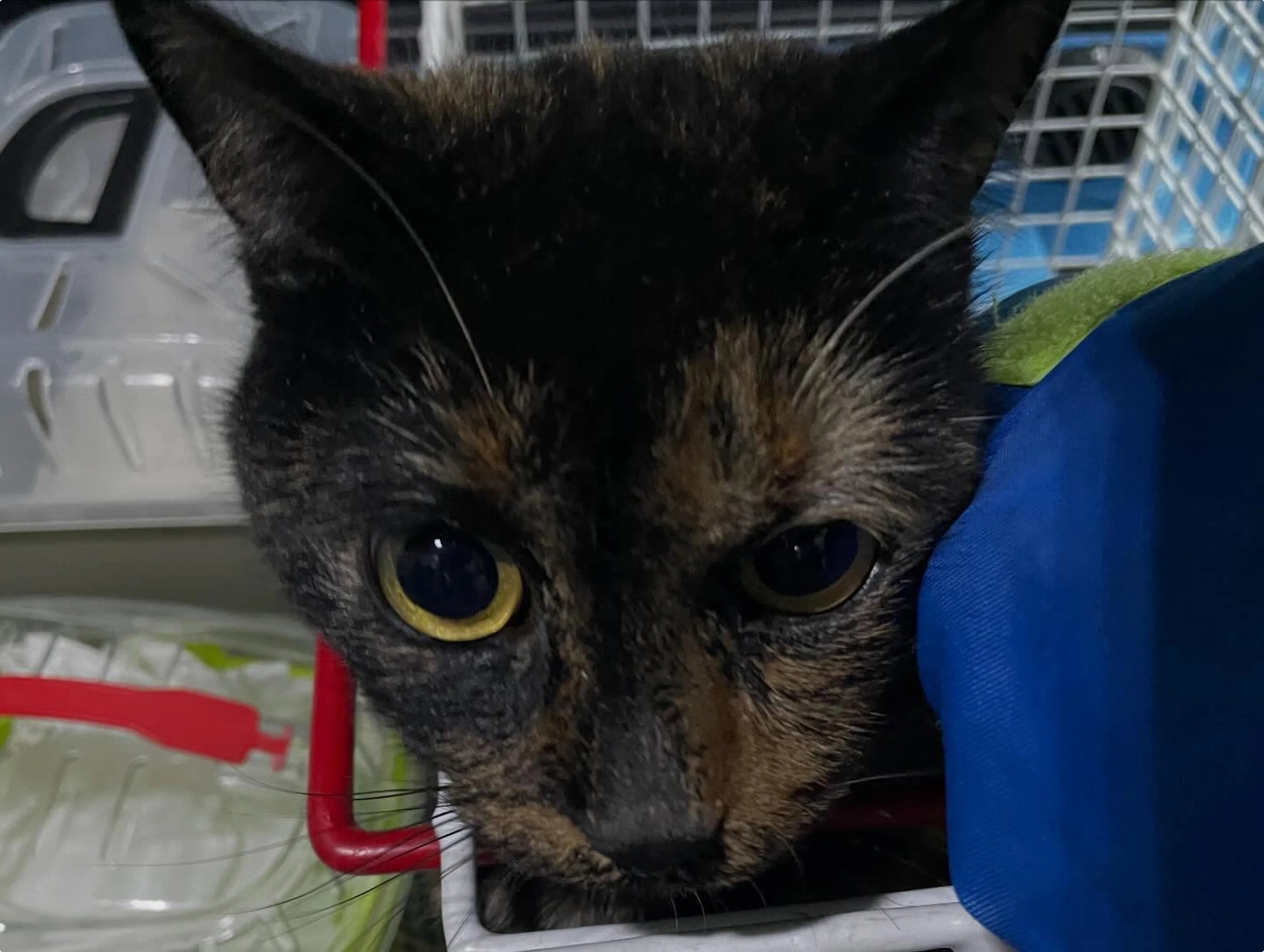 Marly liet zich gemakkelijk vangen door medewerkers van de Dierenambulance> Beeld: Dierenambulance Utrecht