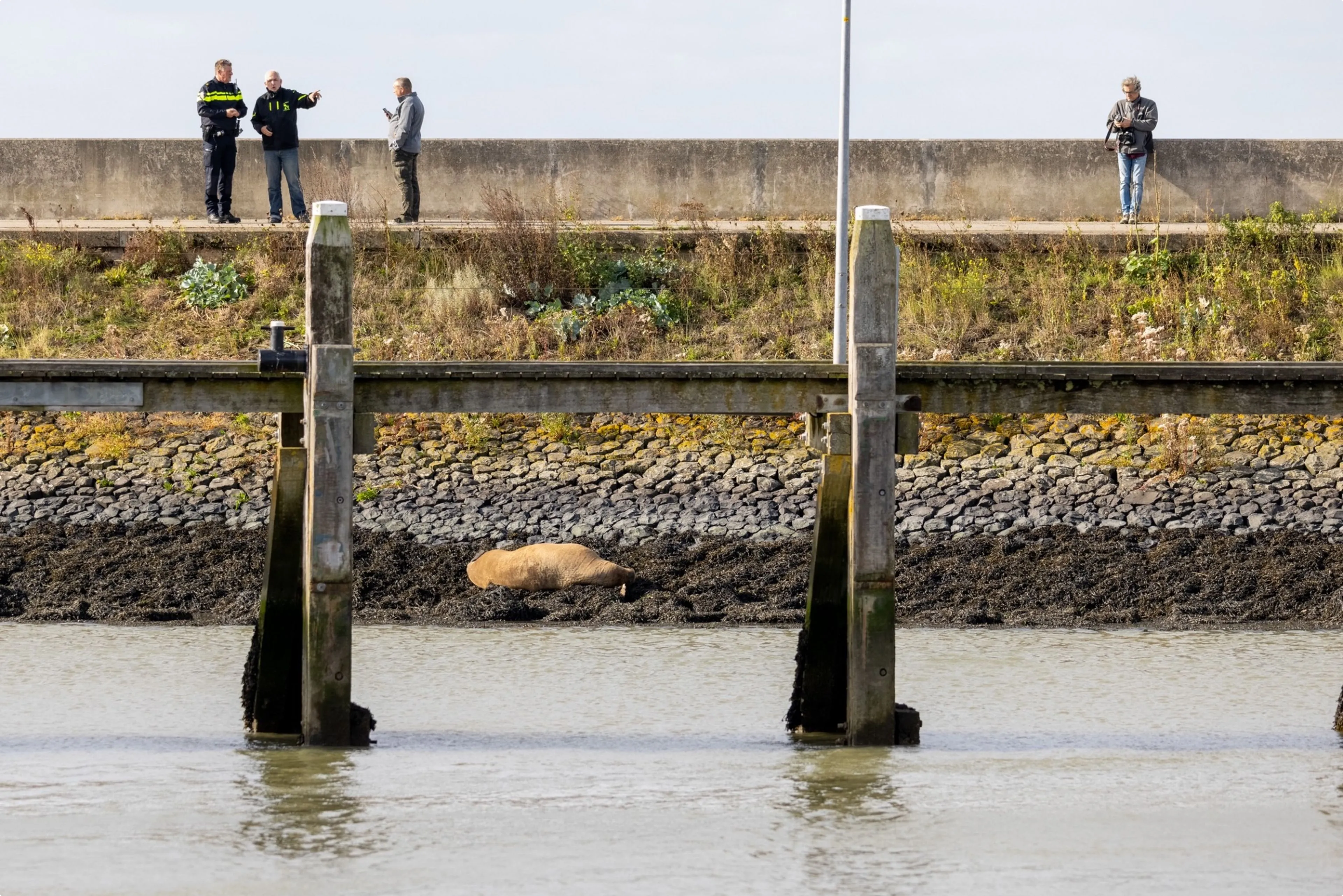 Gewonde Walrus Harlingen
