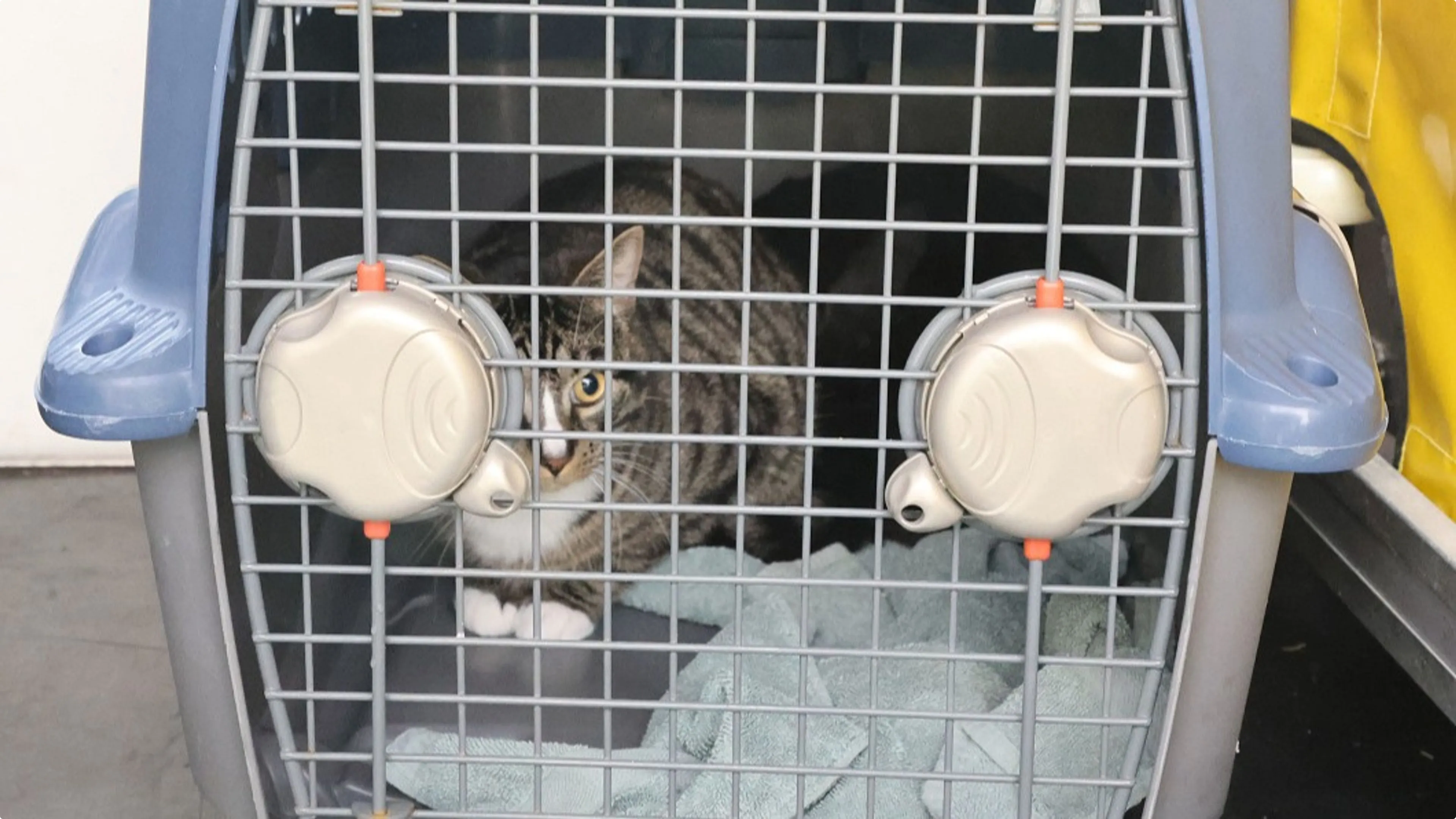 Een van de gedumpte katten. Beeld: Regio15