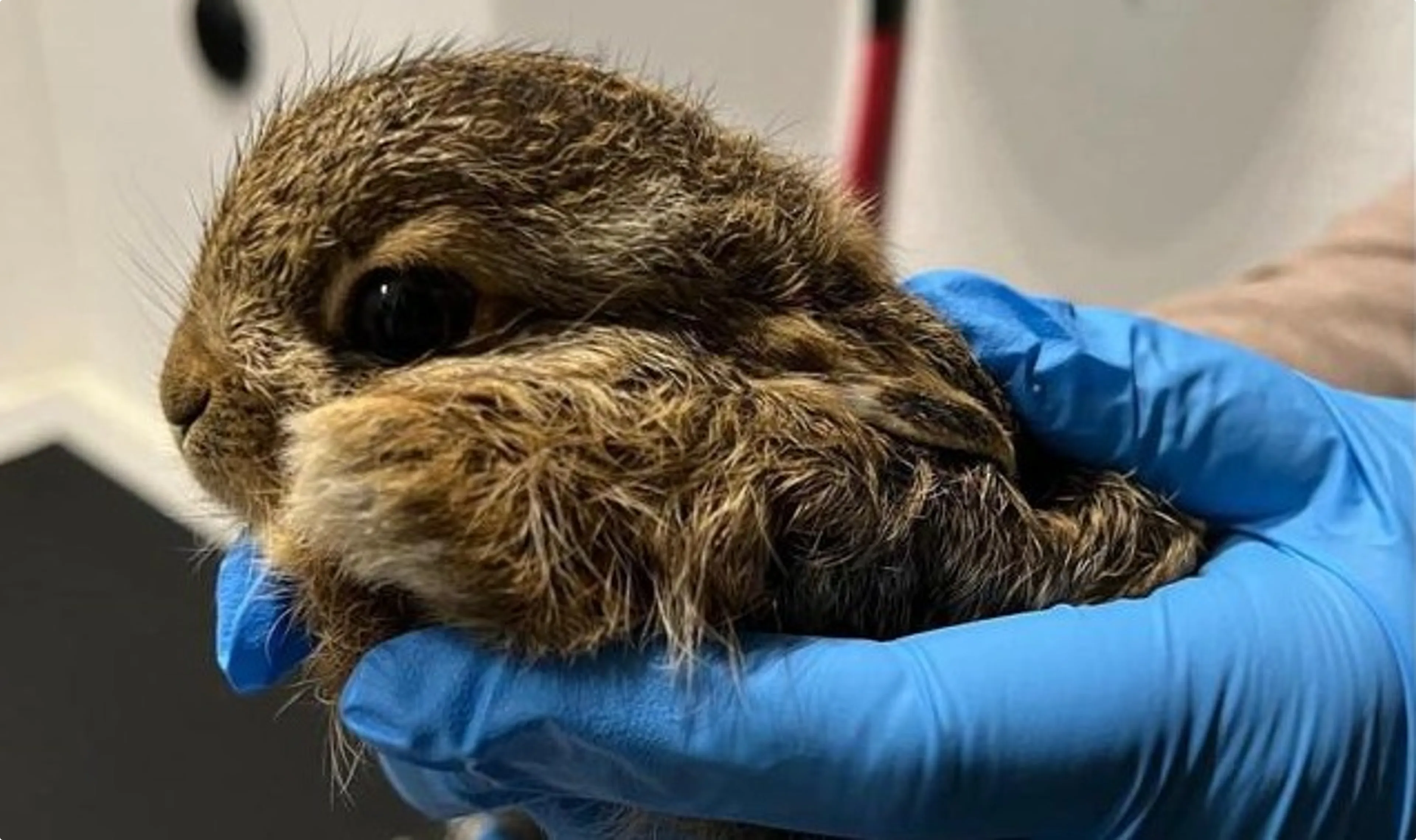 Babyhaasjes lijken misschien in de steek gelaten, maar dat zijn ze niet. Foto: Diertehuis Arnhem en omstreken