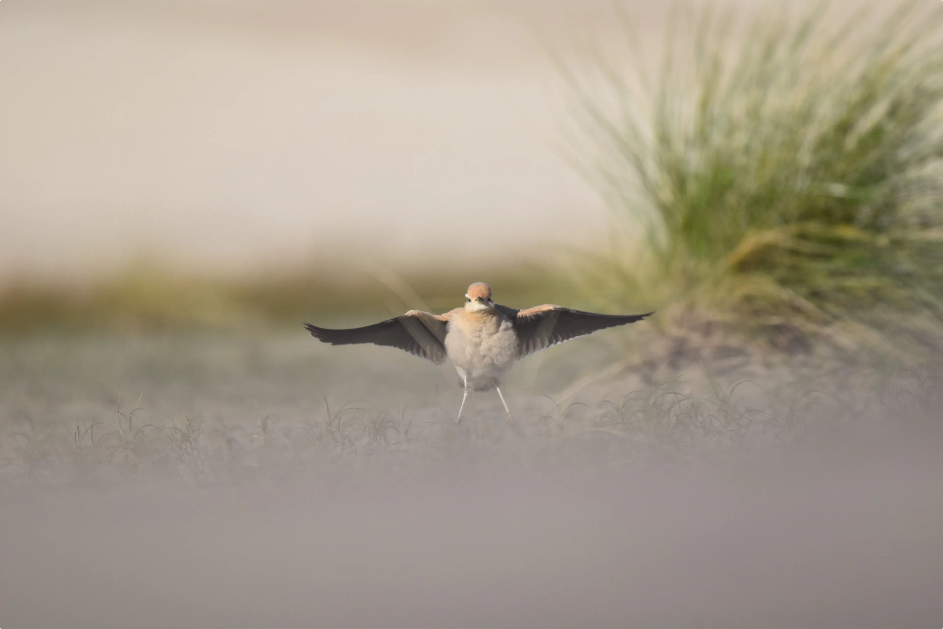 Voor het eerst in 35 jaar een renvogel gespot in Nederland door boswachter Daan 