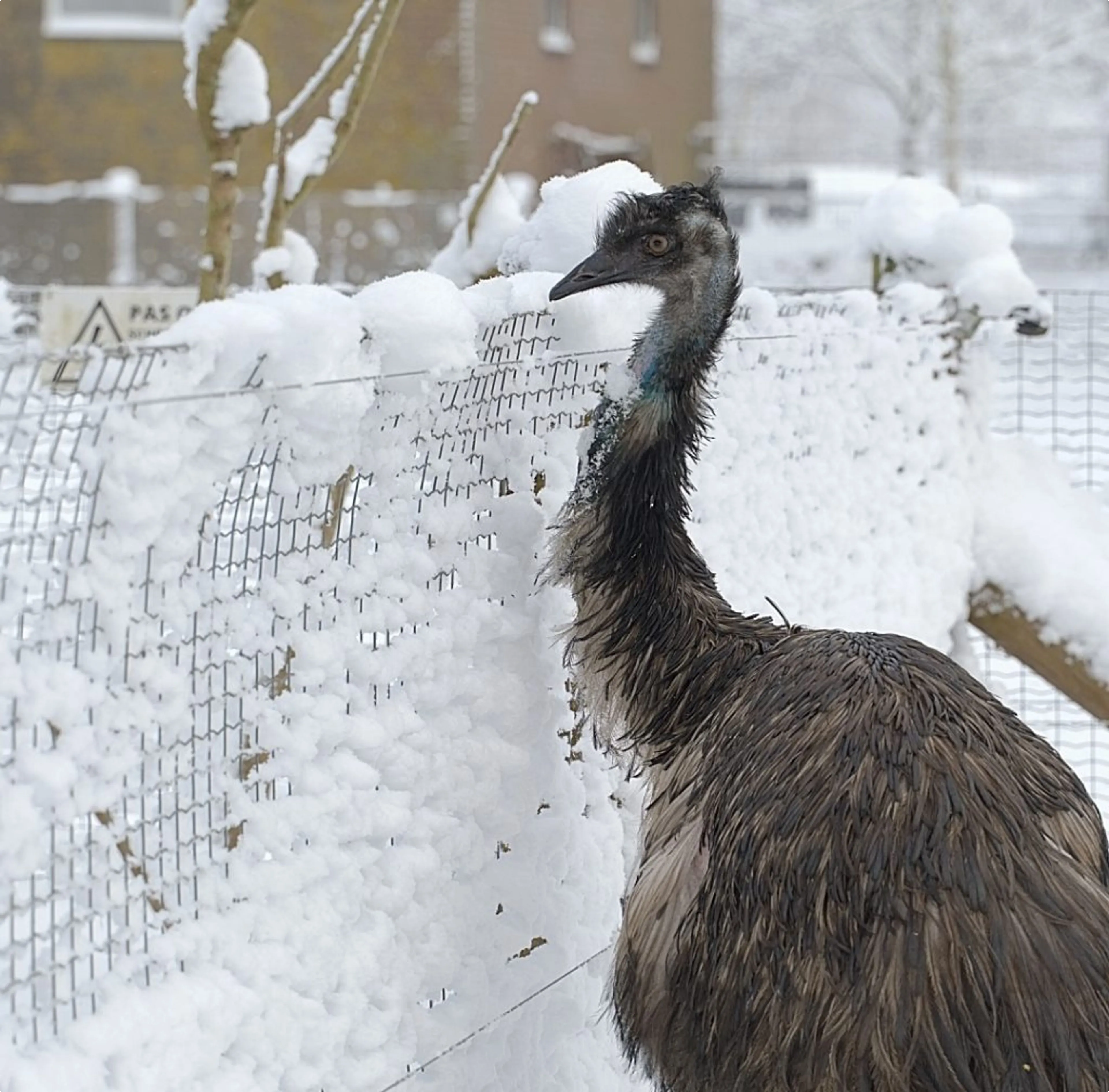 Pino de Emoe/ bron: Stichting Flappus Zwolle
