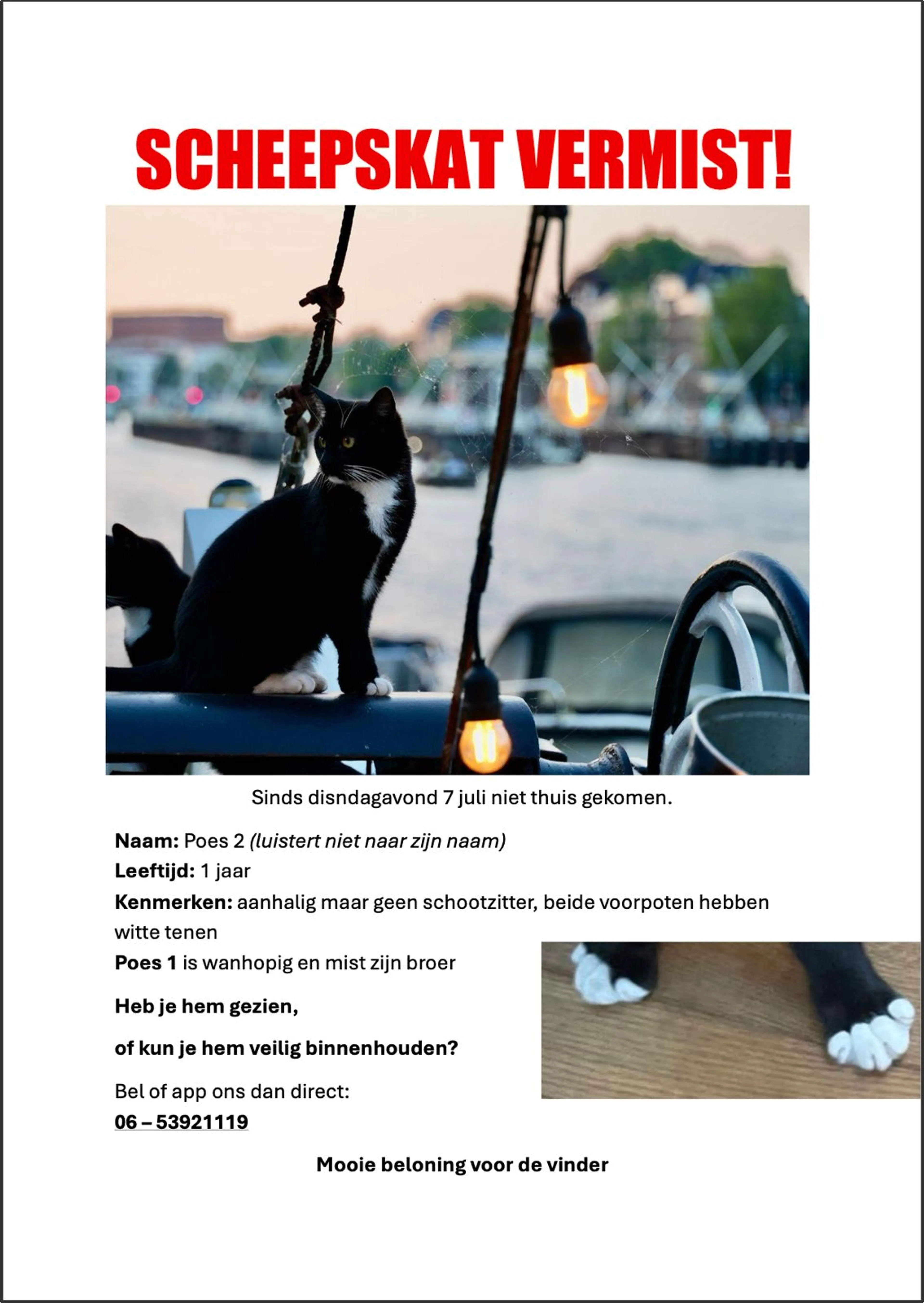 Poster van de vermiste kat, Poes.