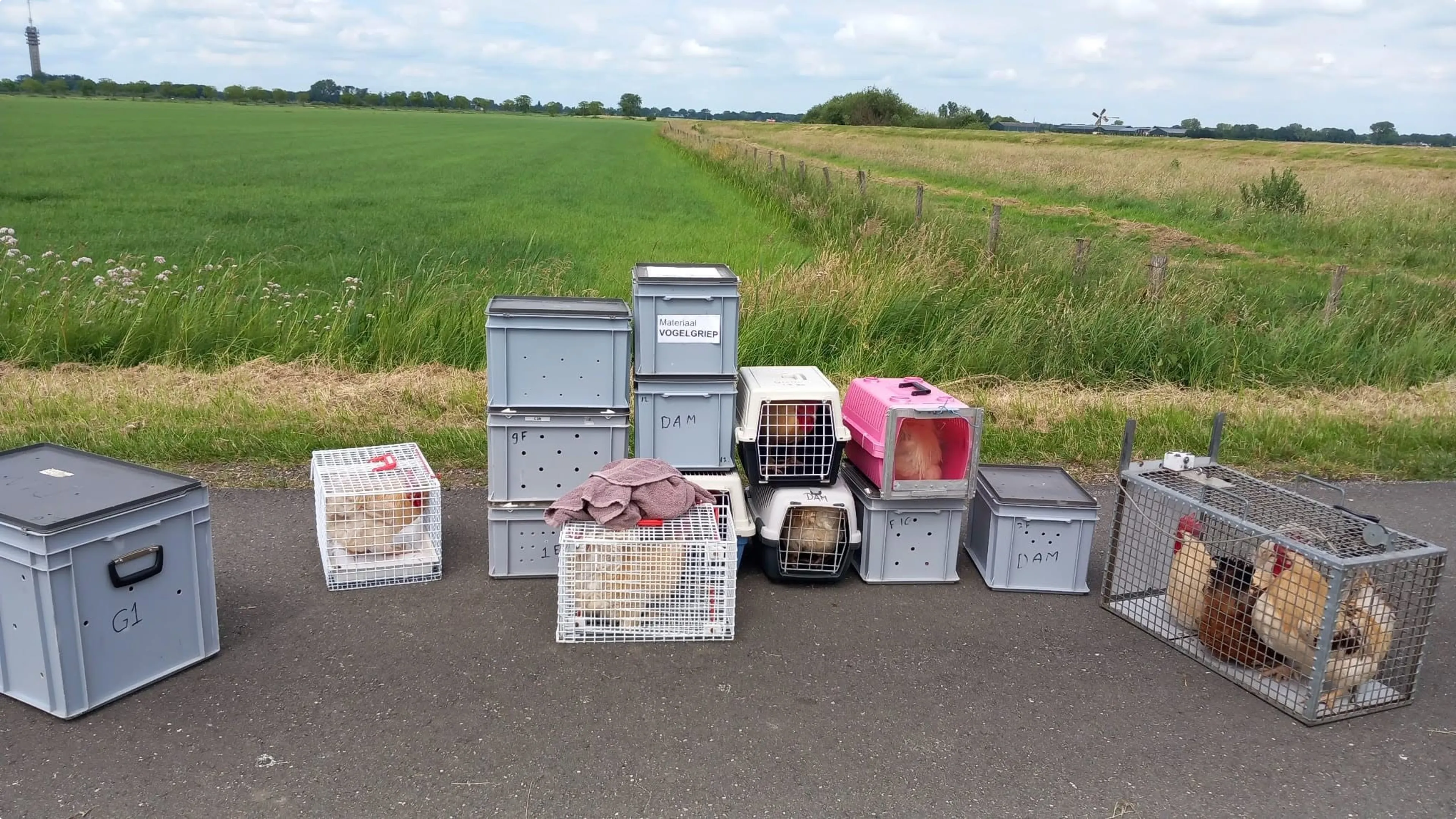 Bron: Dierenambulace Maasland