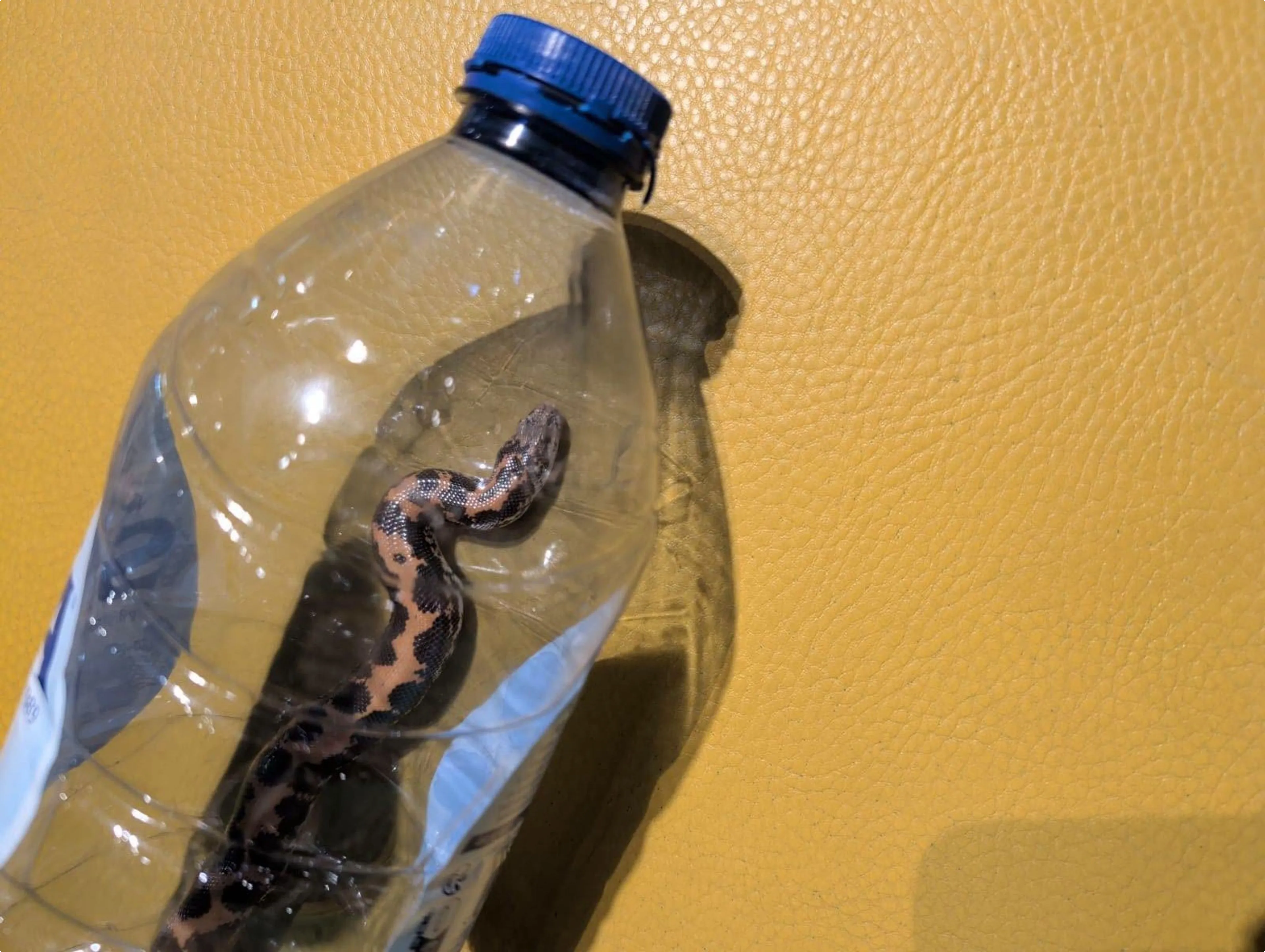 Het gevonden dier kon tijdelijk gevangen worden in een lege waterfles.  Beeld: Dierenambulance en Vogelasiel Regio Leiden