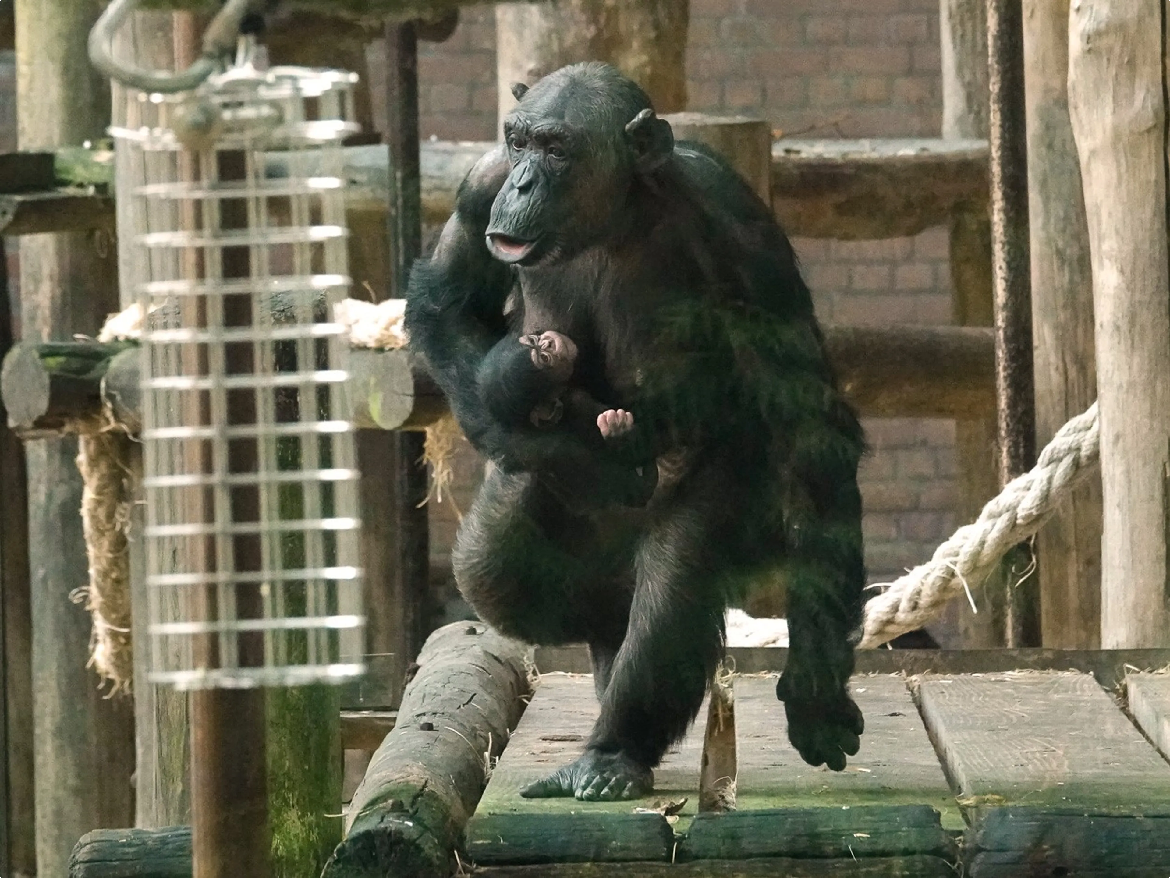 Beeld: DierenPark Amersfoort