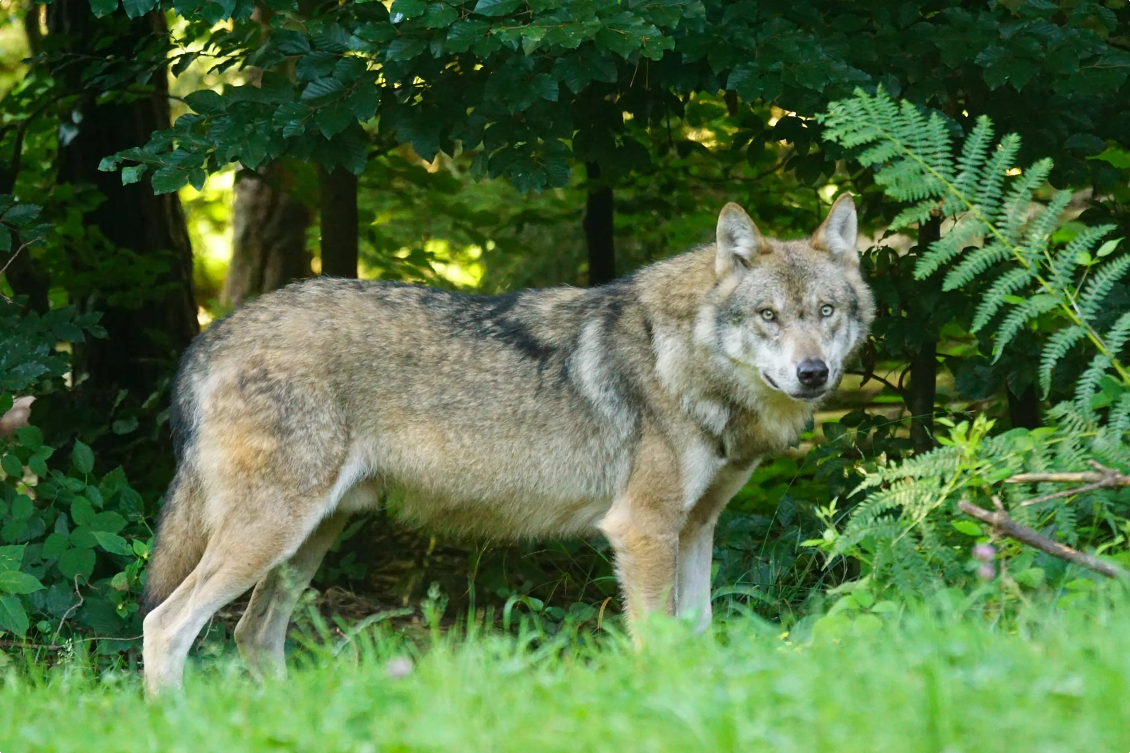 Een wolf, niet probleemwolf Bram 