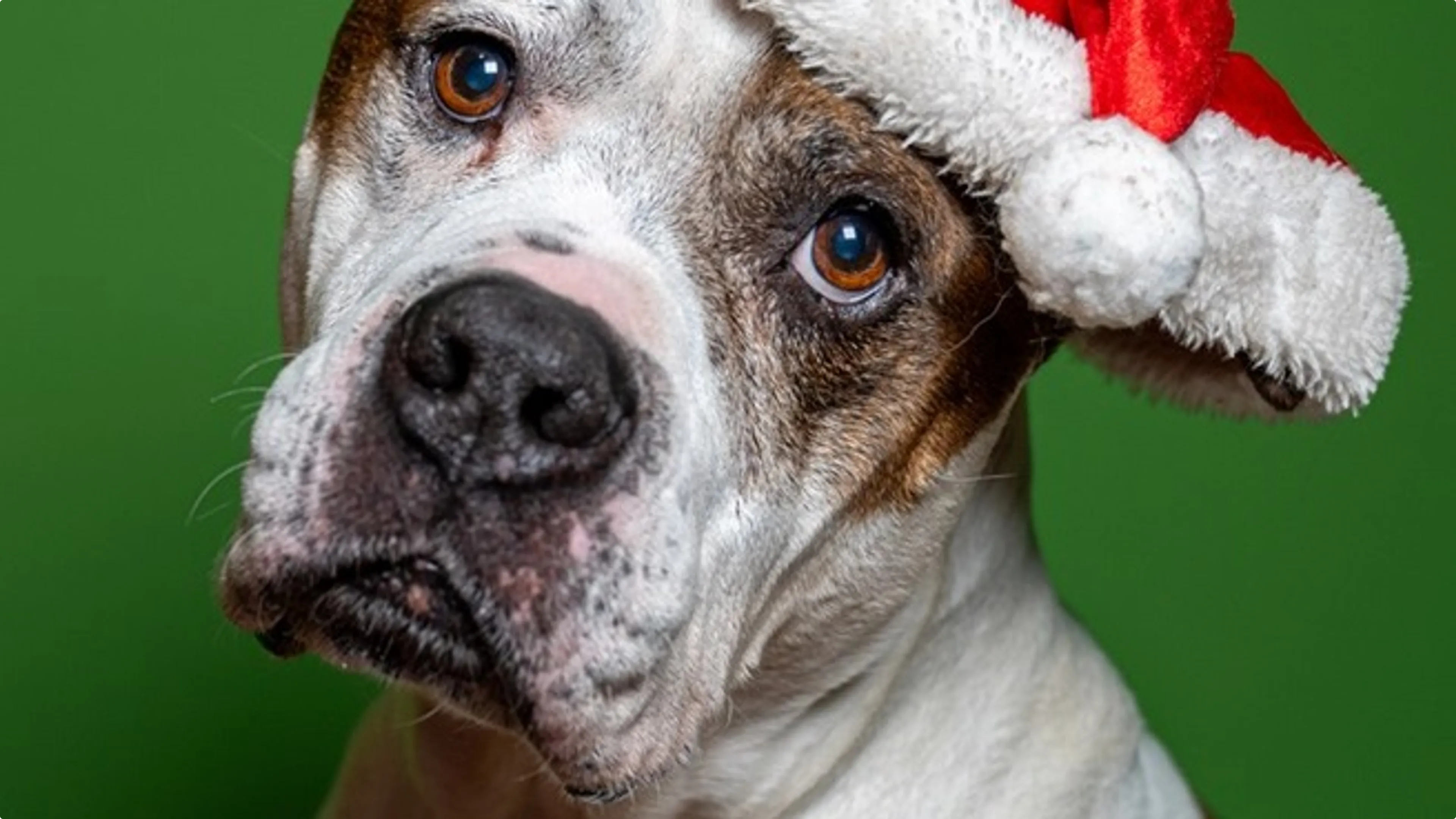 Hond Elmer. Beeld: Dierenopvang Amsterdam (DOA) 