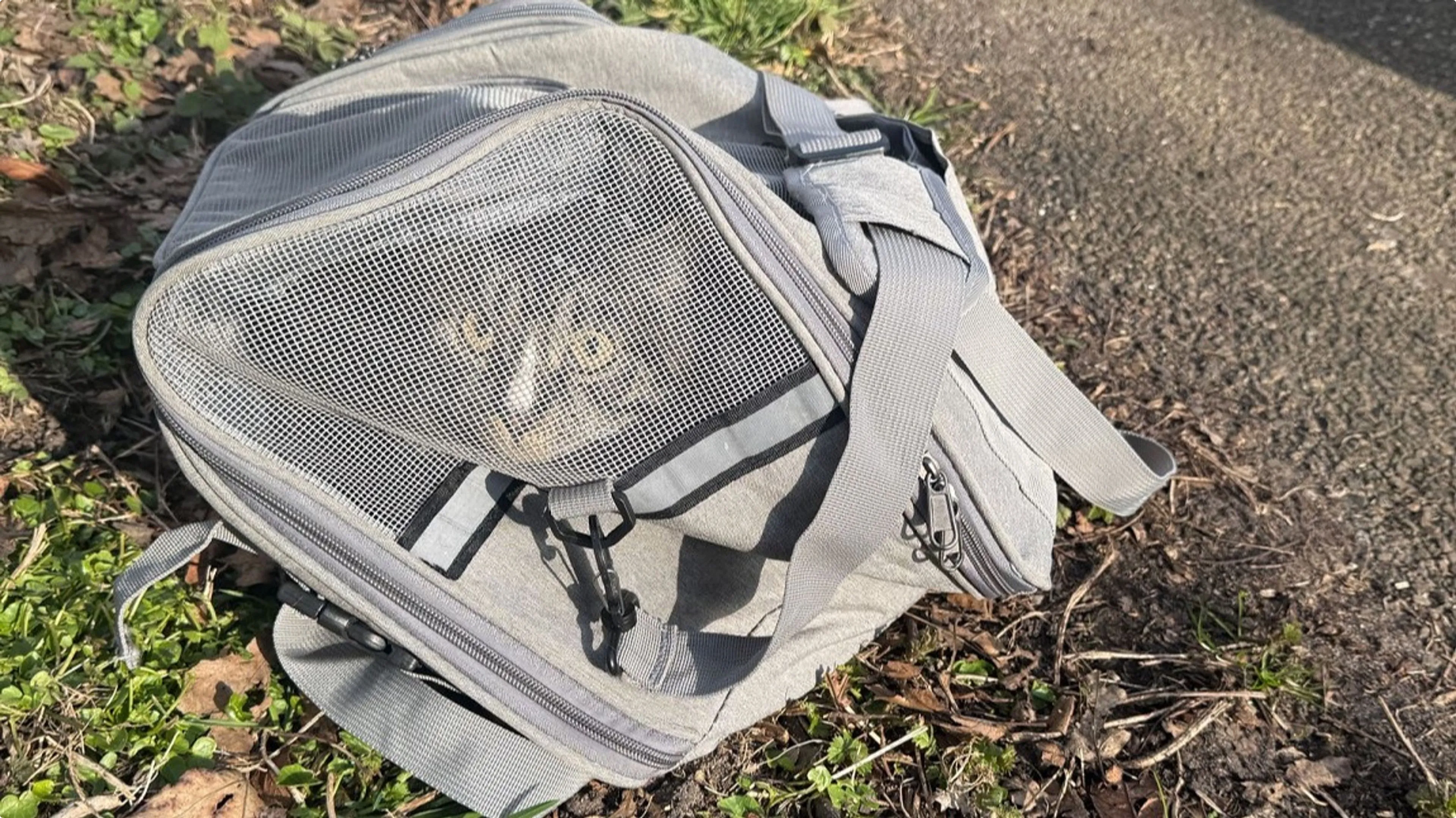 Een van de gedumpte katten. Beeld: Regio15