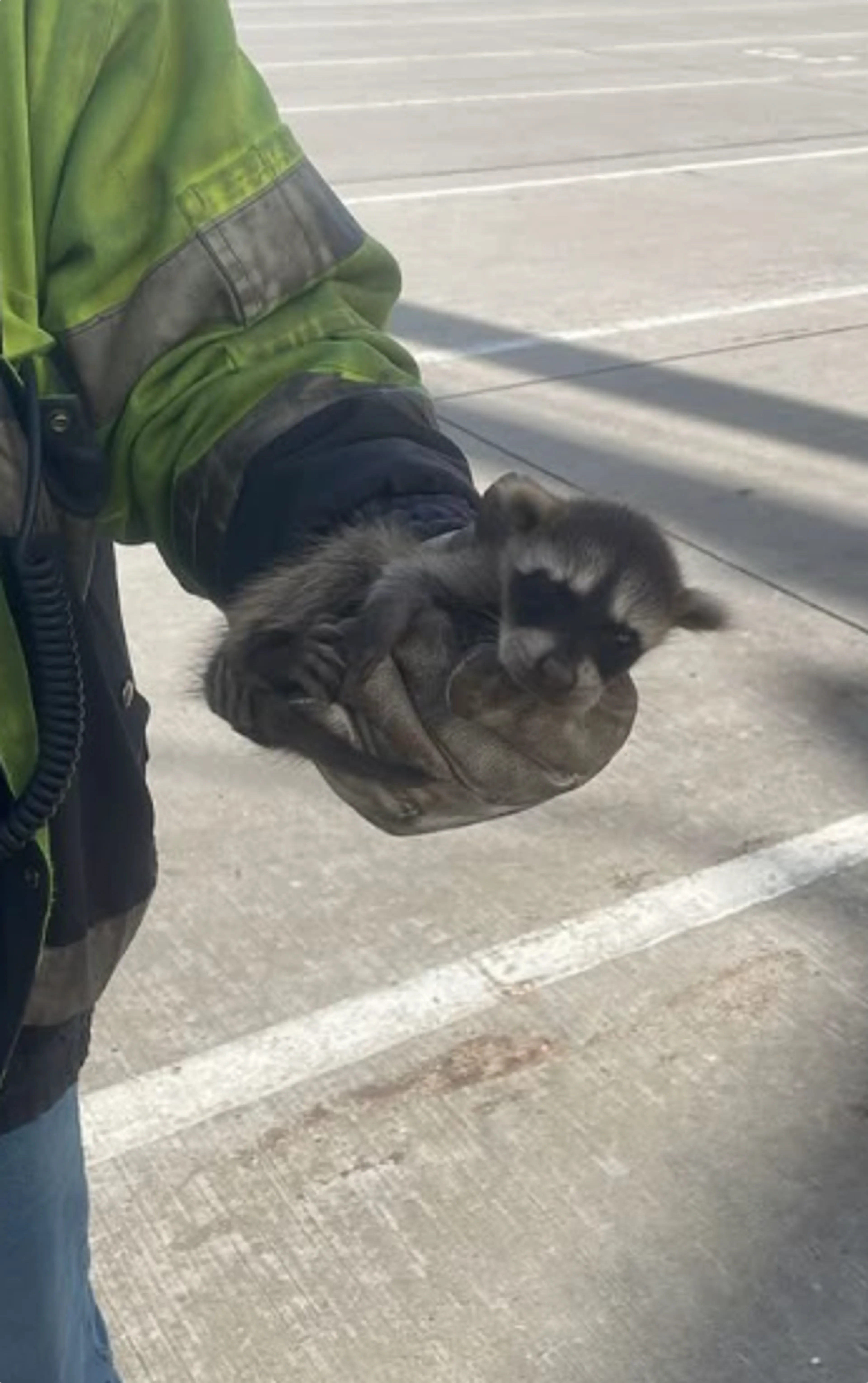 Bron: dierenambulance.zhz