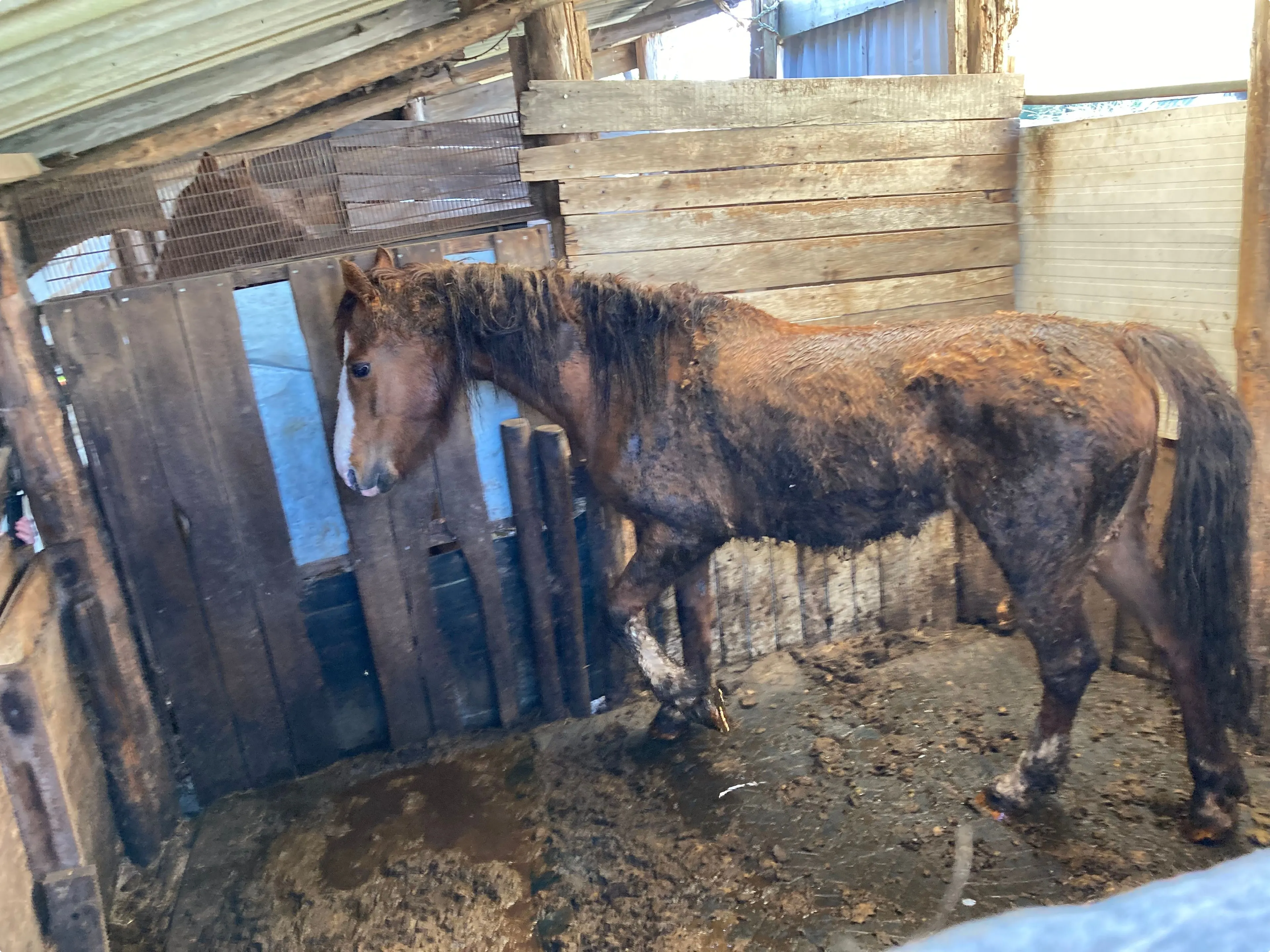 Een van de paarden was sterk vermagerd Beeld: LID