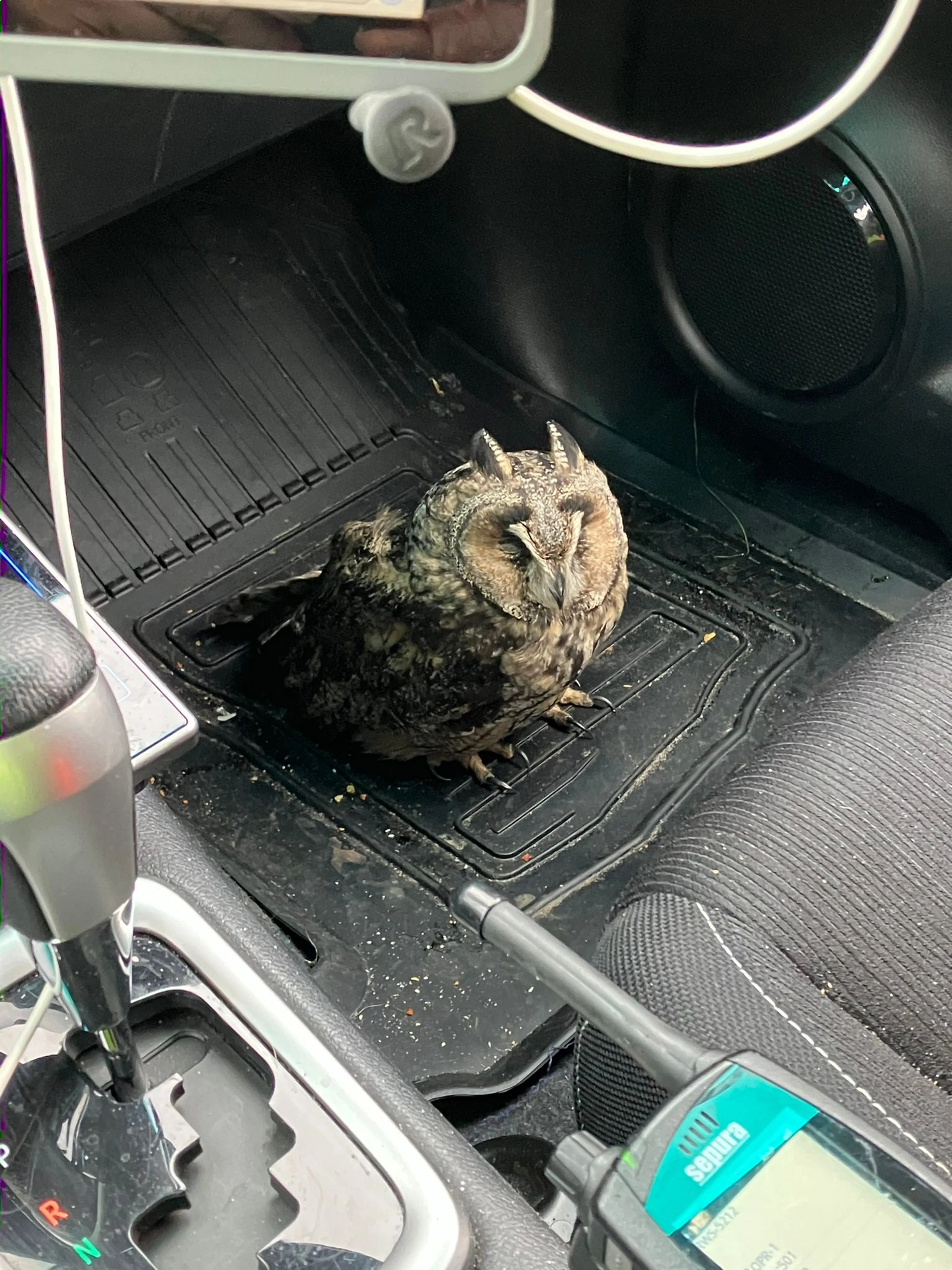 Weginspecteur Rijkswaterstaat krijgt bijzondere passagier in auto. Beeld: Rijkswaterstaat