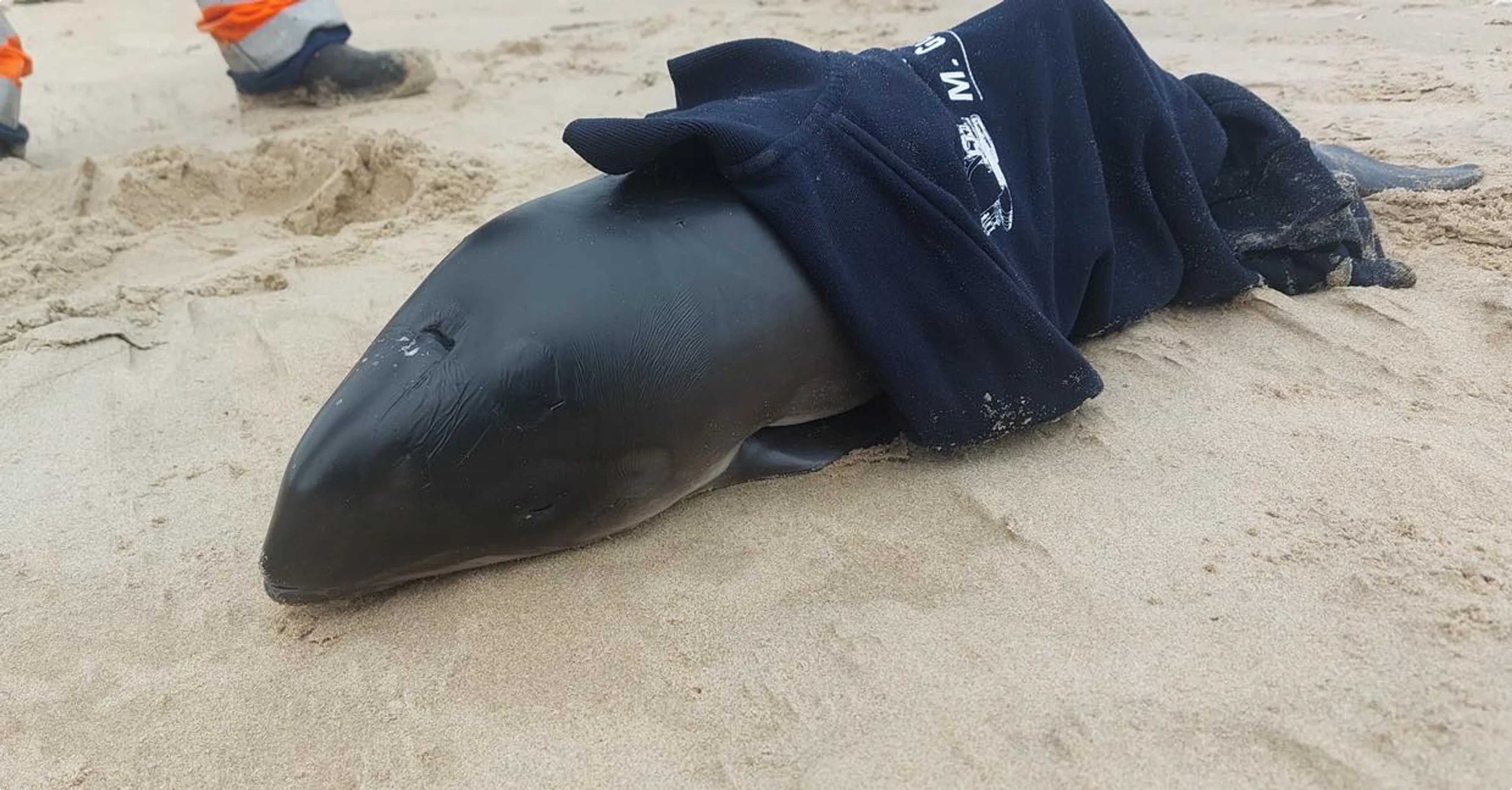 Beeld: Stichting SOS Dolfijn