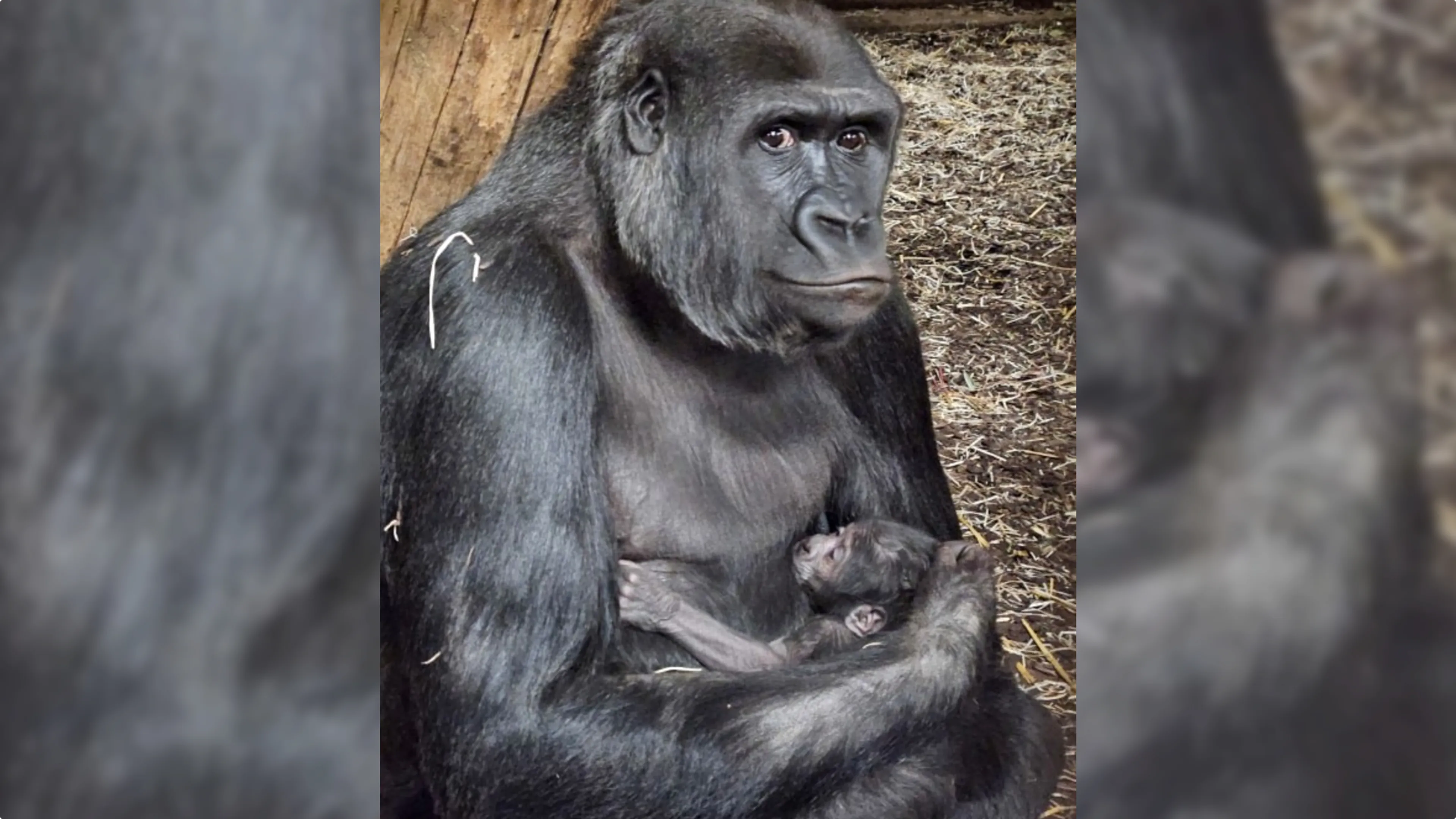 Moeder en kind maken het goed en soms is het jong al te zien. Beeld: GaiaZOO