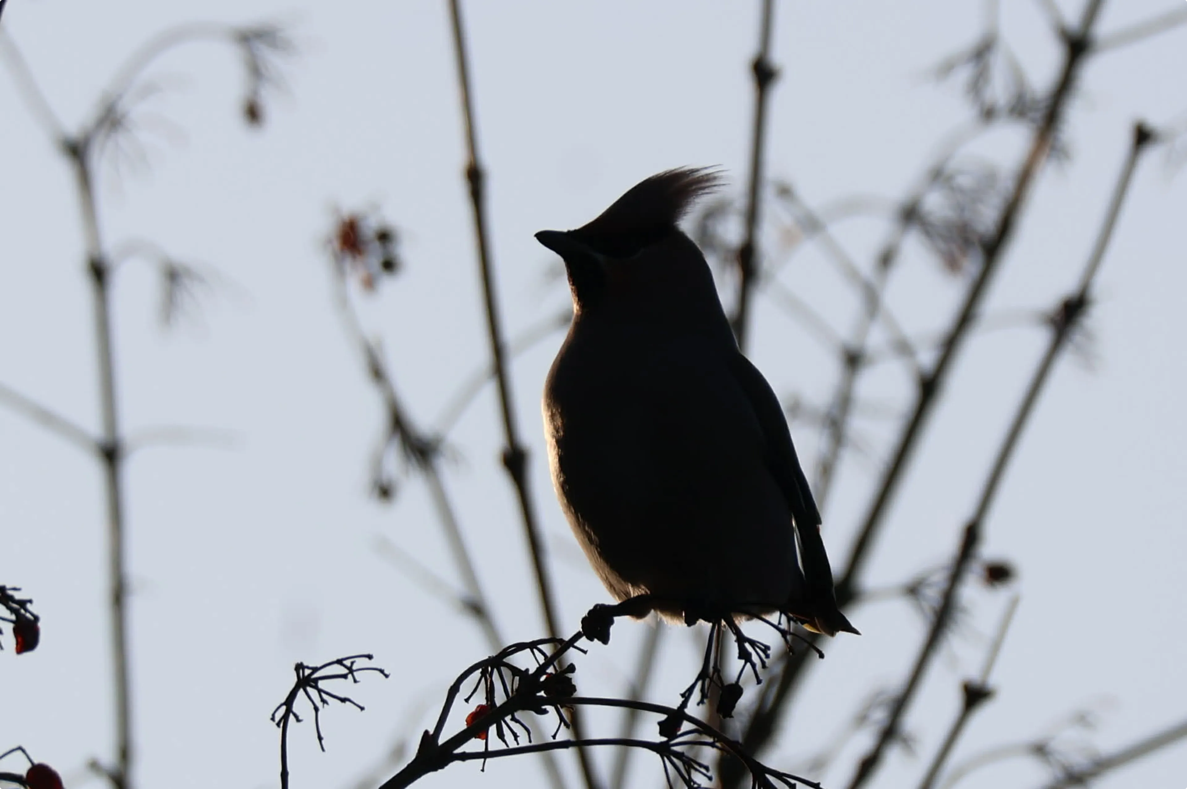 De pestvogel, foto gemaakt door Rens van Onna