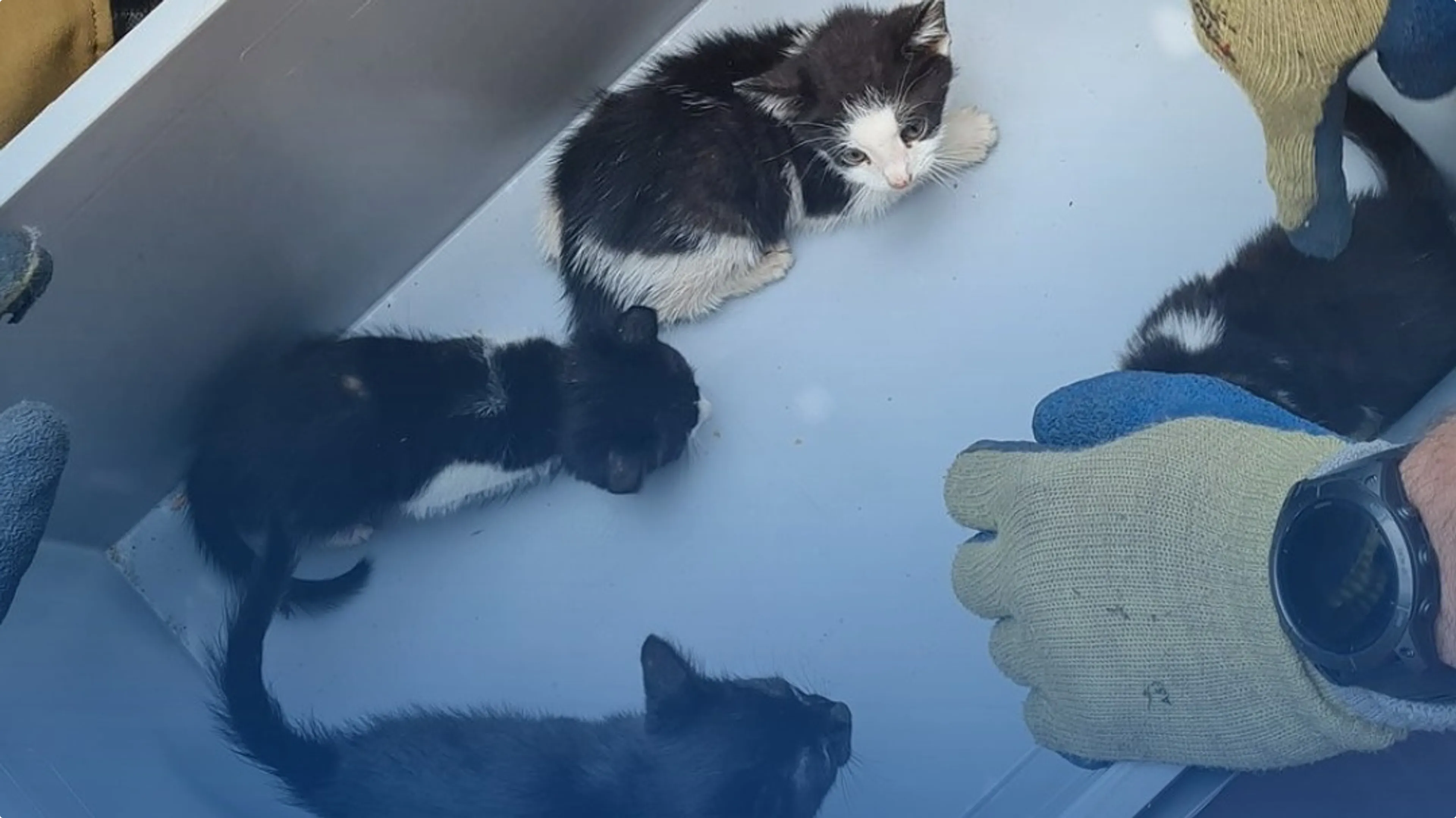 Kittens die gedumpt zijn in een container met Spijkenisse. Beeld: Politie Basisteam Nissewaard