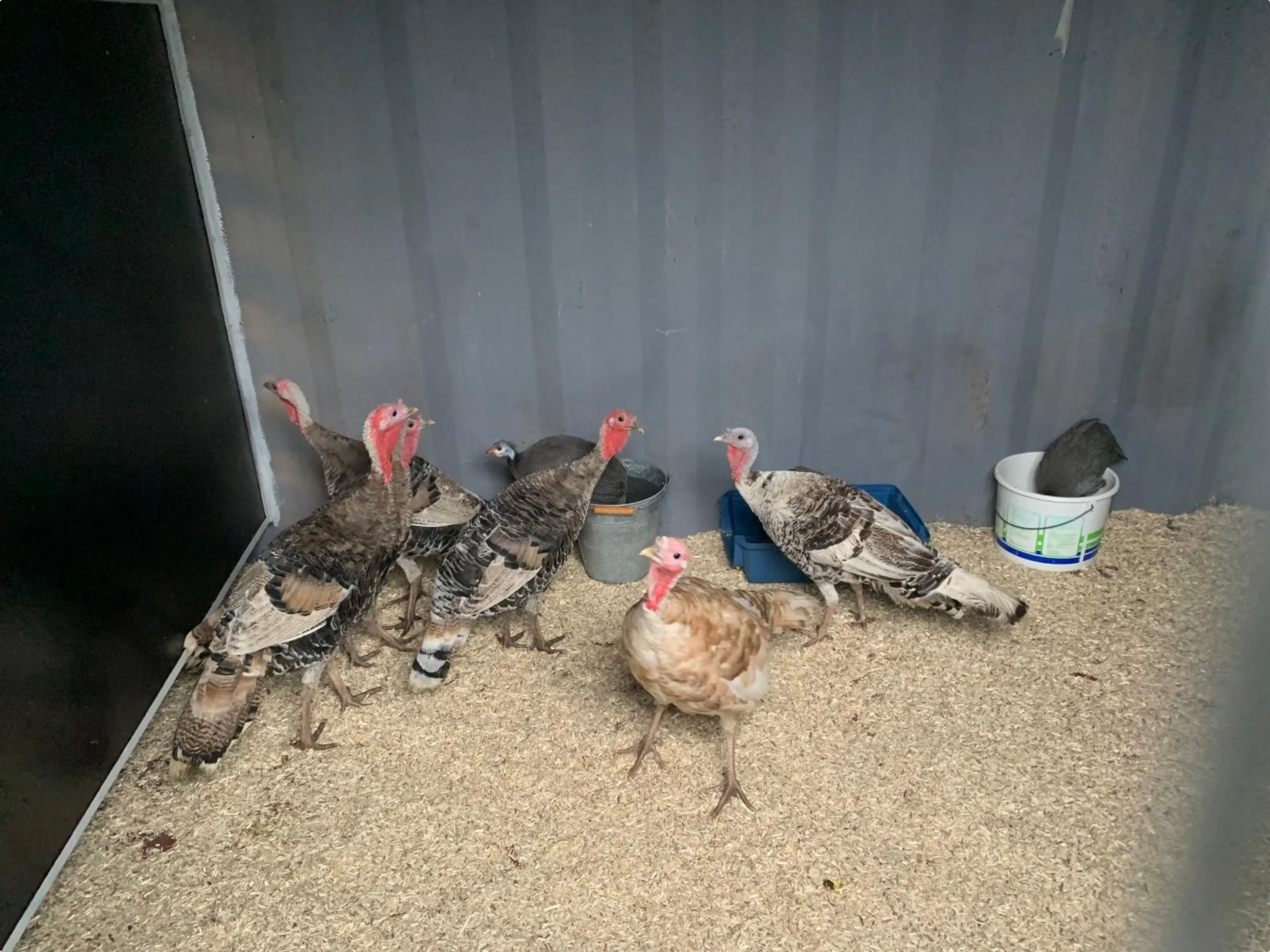 De bewuste kalkoenen, inmiddels weer in een schuurtje (Bron:  Stichting Dierenhulp Westland)