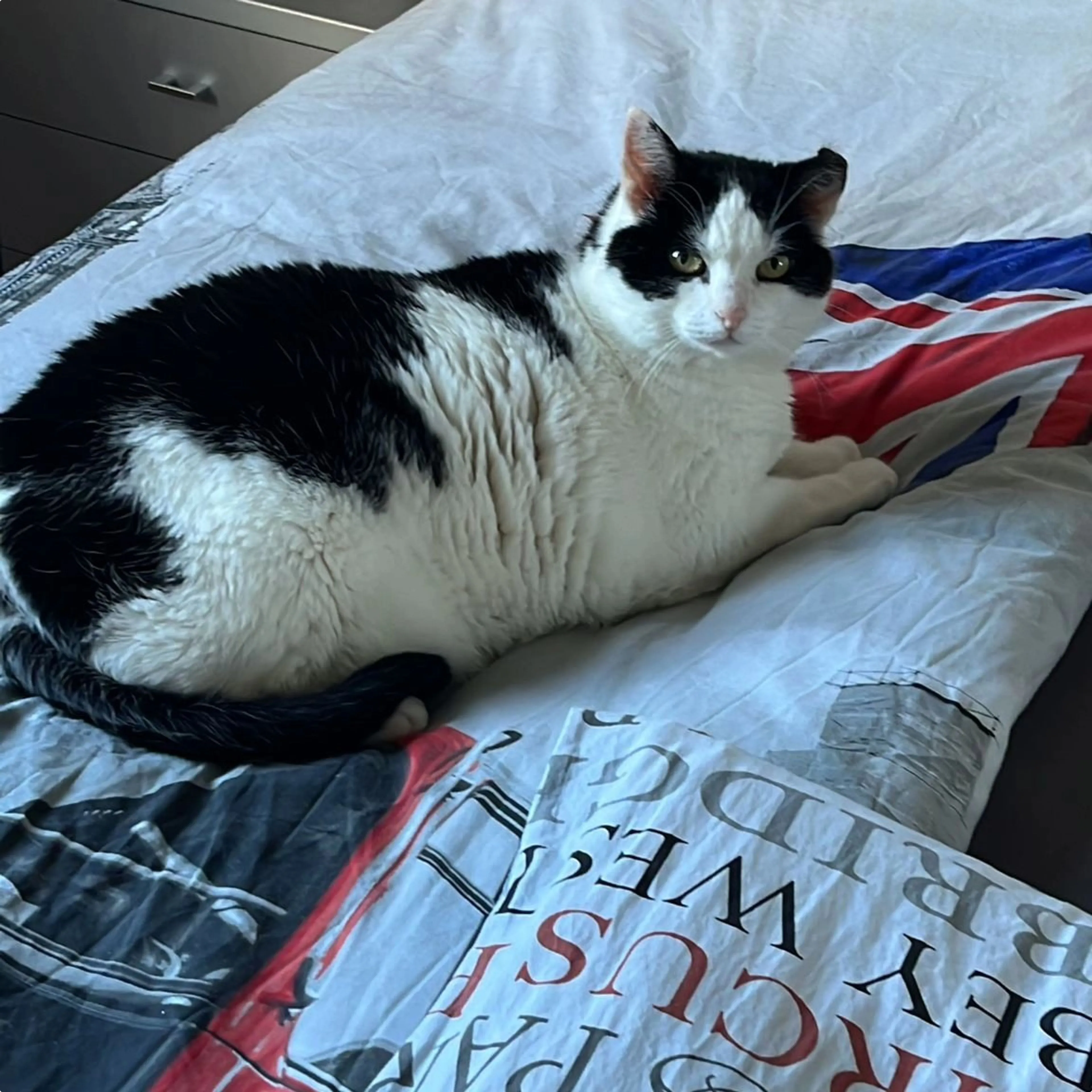 Kat Joris is aangevallen door twee honden en hierdoor overleden.