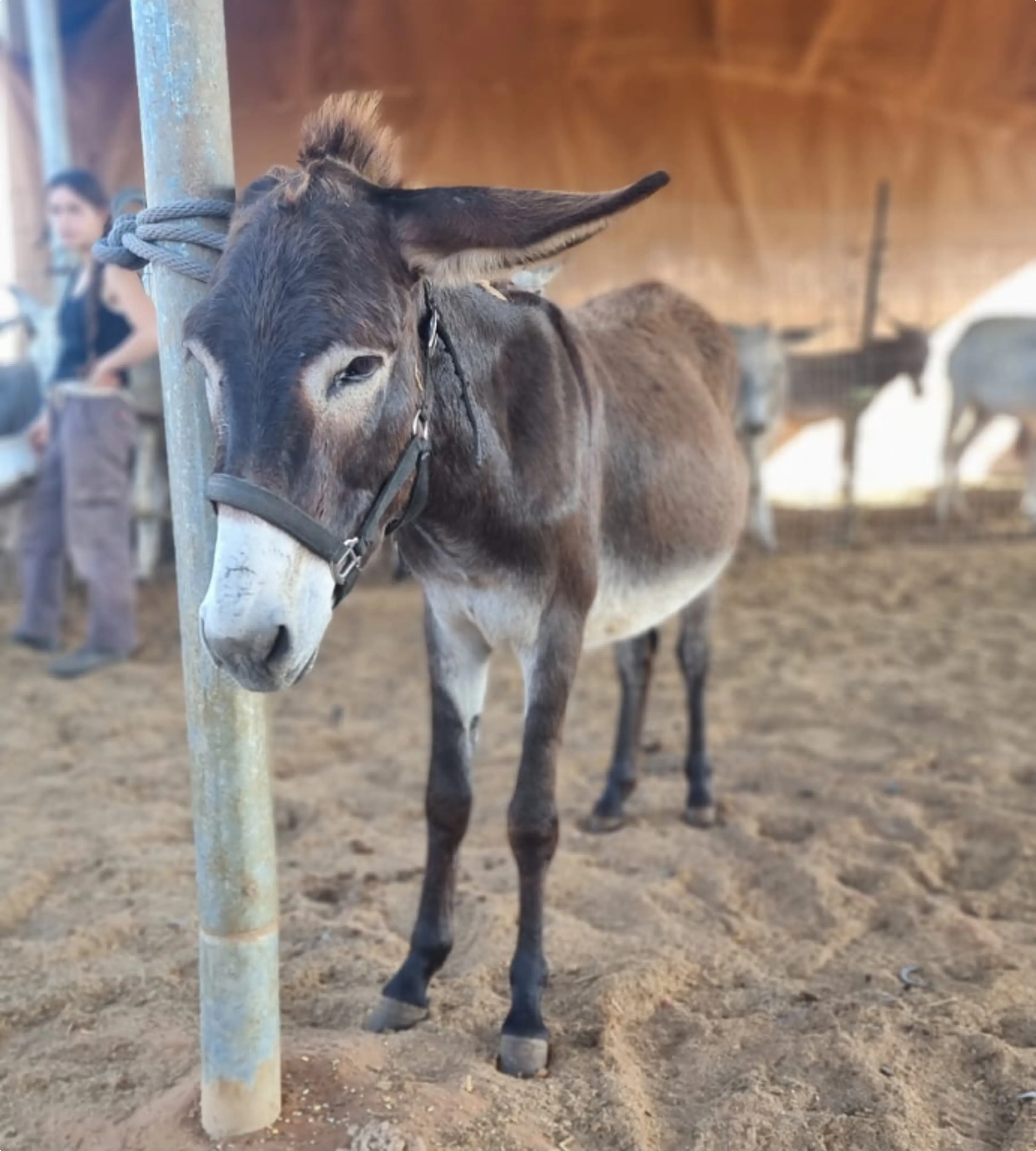 Een van de ezels die naar Nederland is gebracht. Beeld: Starting over Sanctuary Animal Heroes