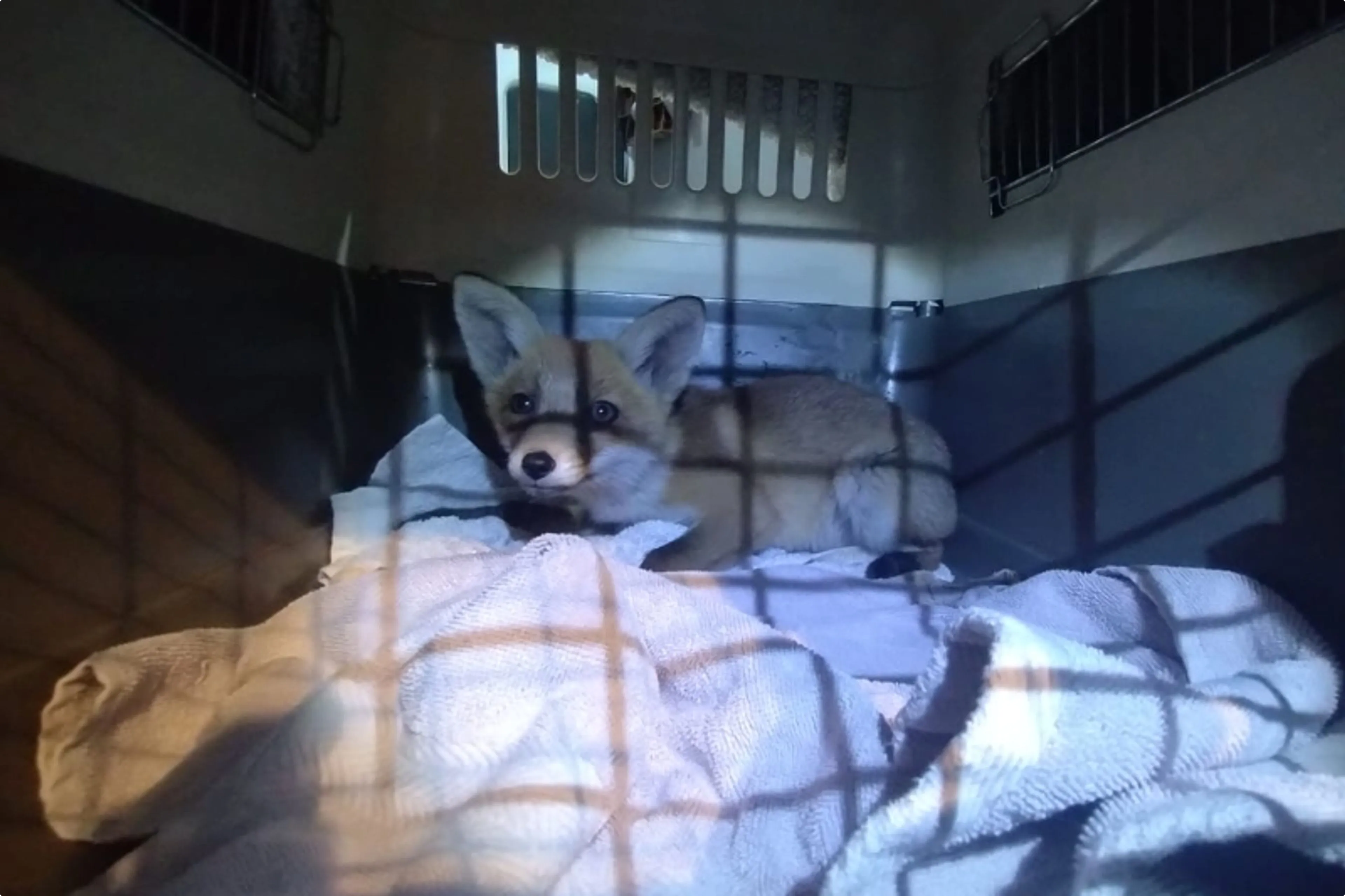 Het jonge vosjes. Beeld: Dierenambulance Den Haag