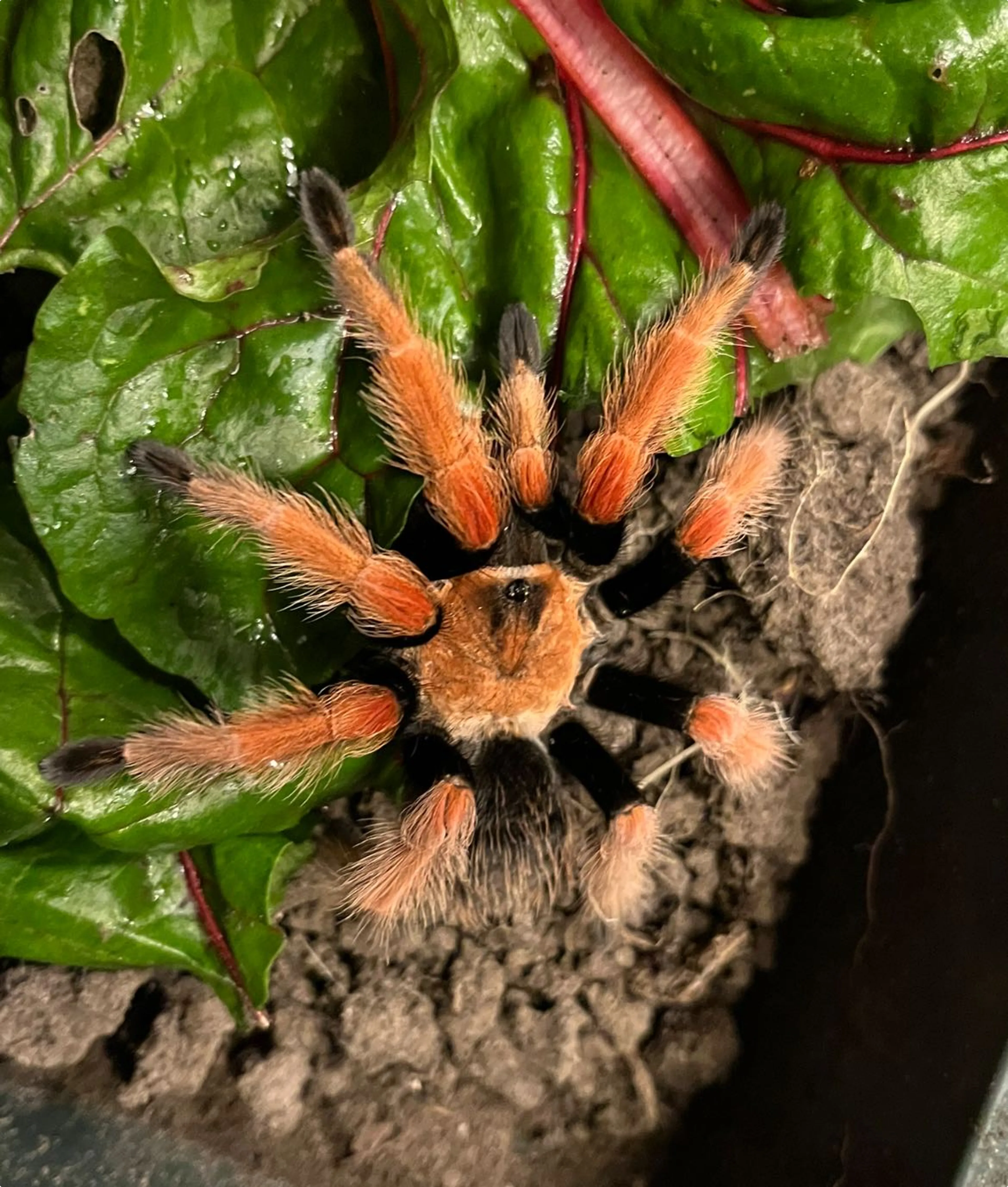 Mexicaanse roodpoot vogelspin gevonden in tuin Harderwijk. Beeld: Dierenambulance Noord-West Veluwe
