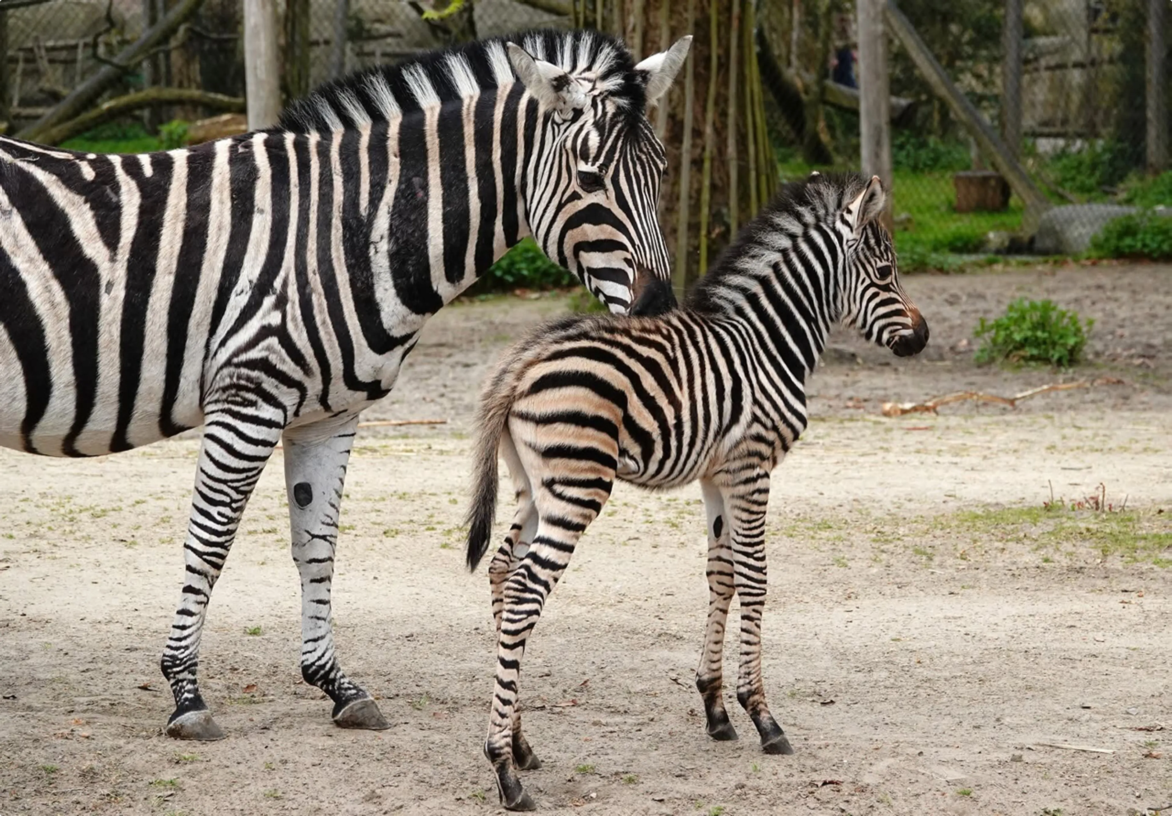 Zebra Tumo. Foto: Jolanda Berkelmans