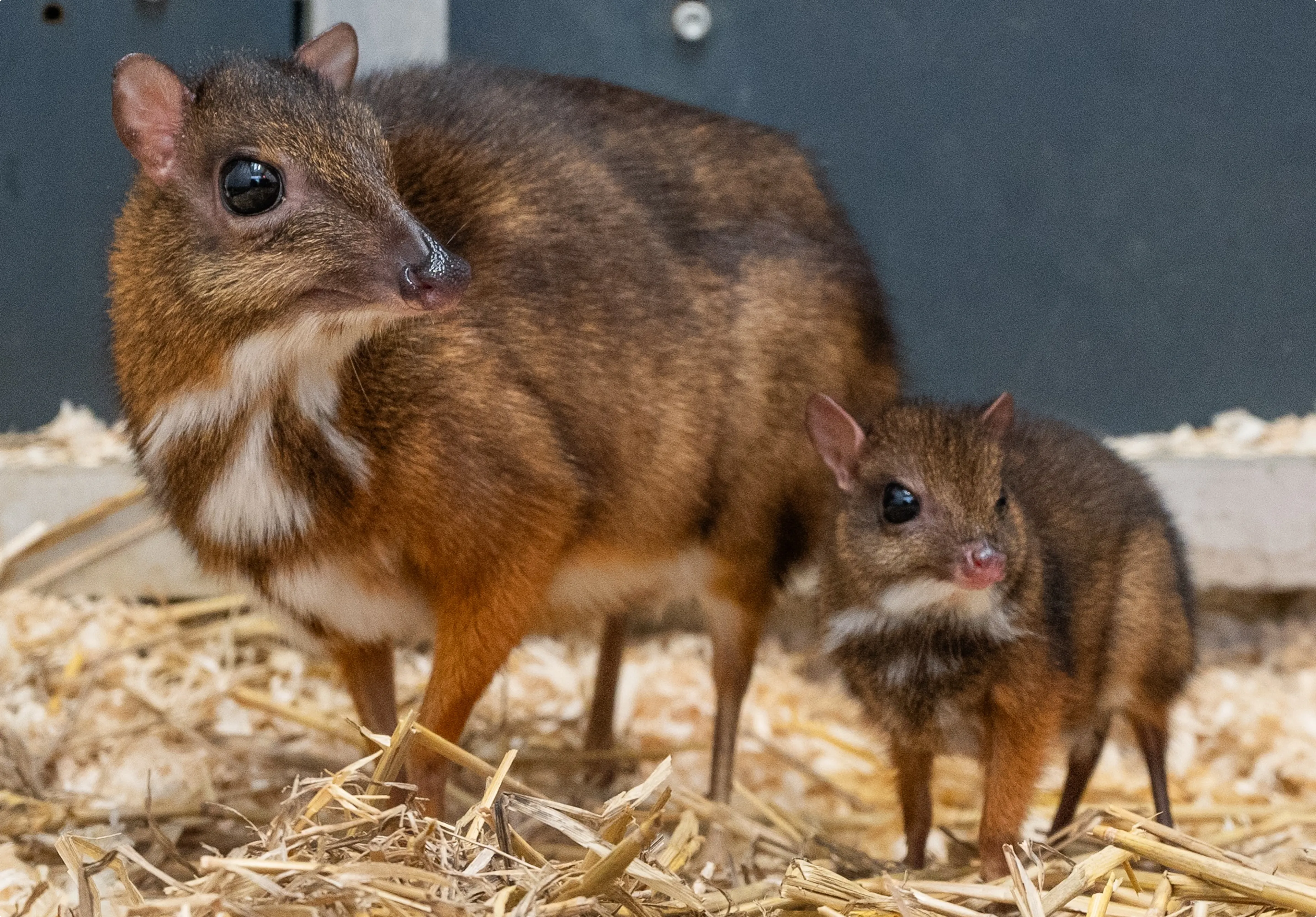 Moeder en baby Kantjil maken het goed. Bron: Wildlands Emmen