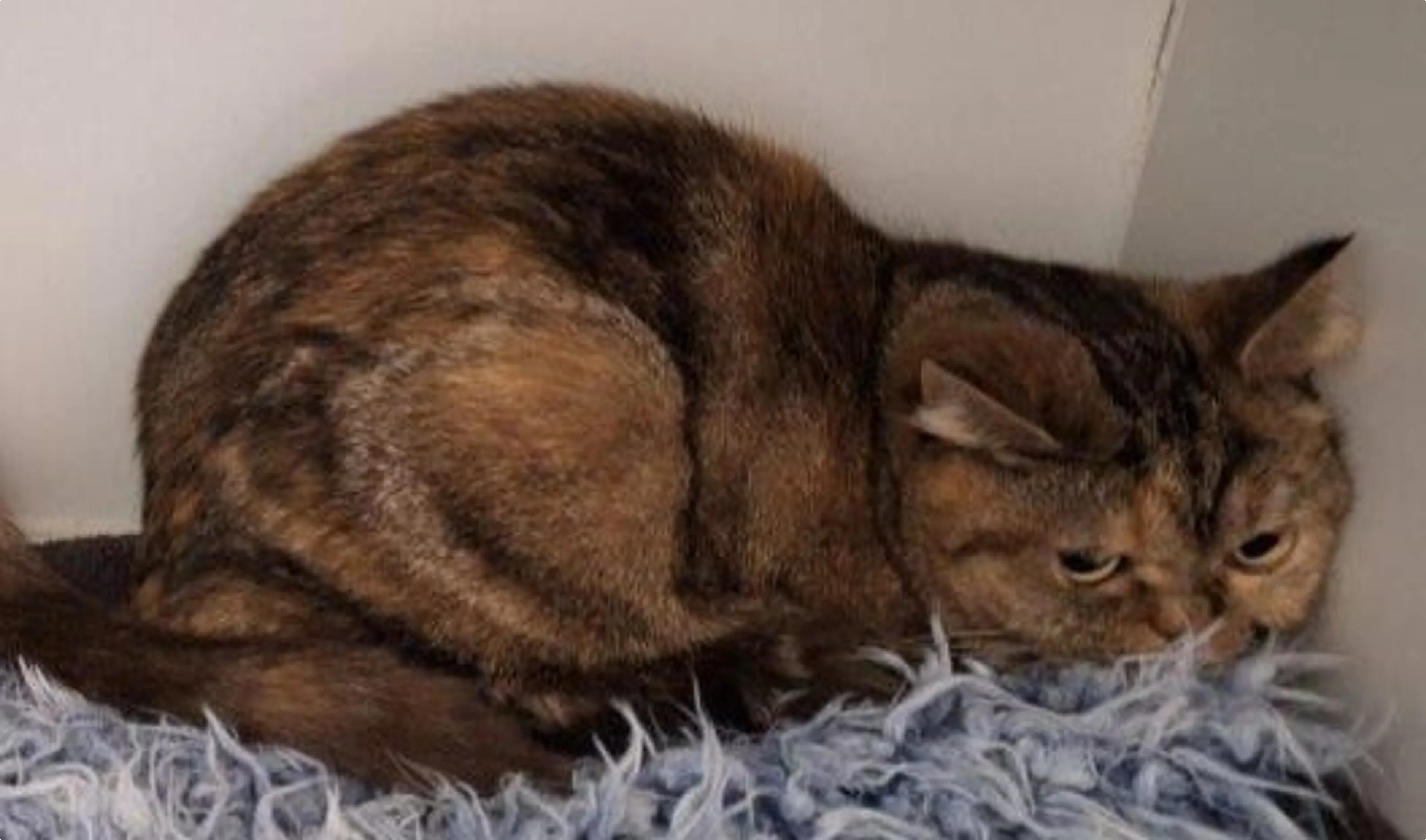 Beeld: Huisdierenmeldpunt Utrecht