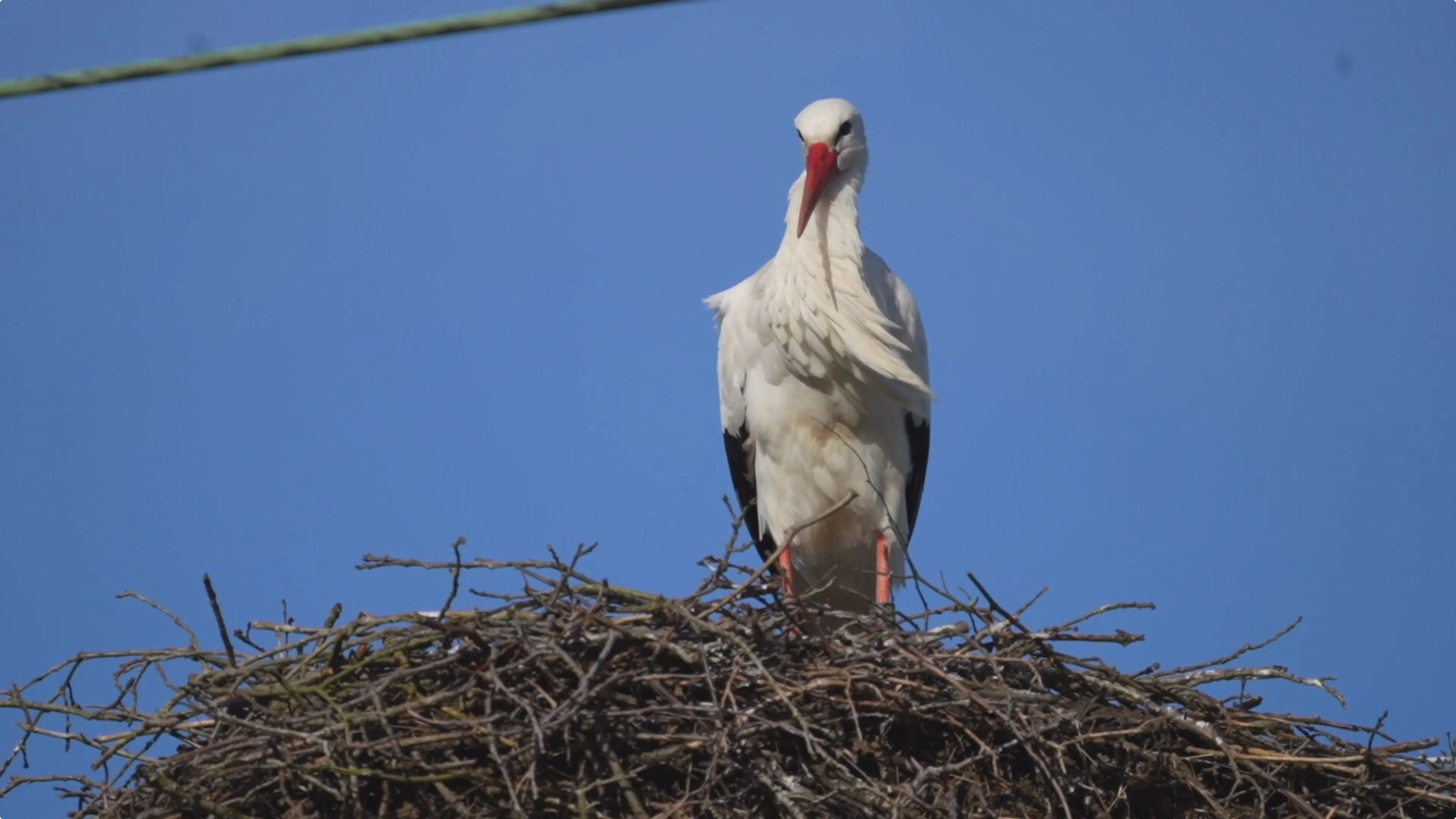 Ooienvaars boven spoor in Nuenen weer terug. Beeld: SQ Vision 