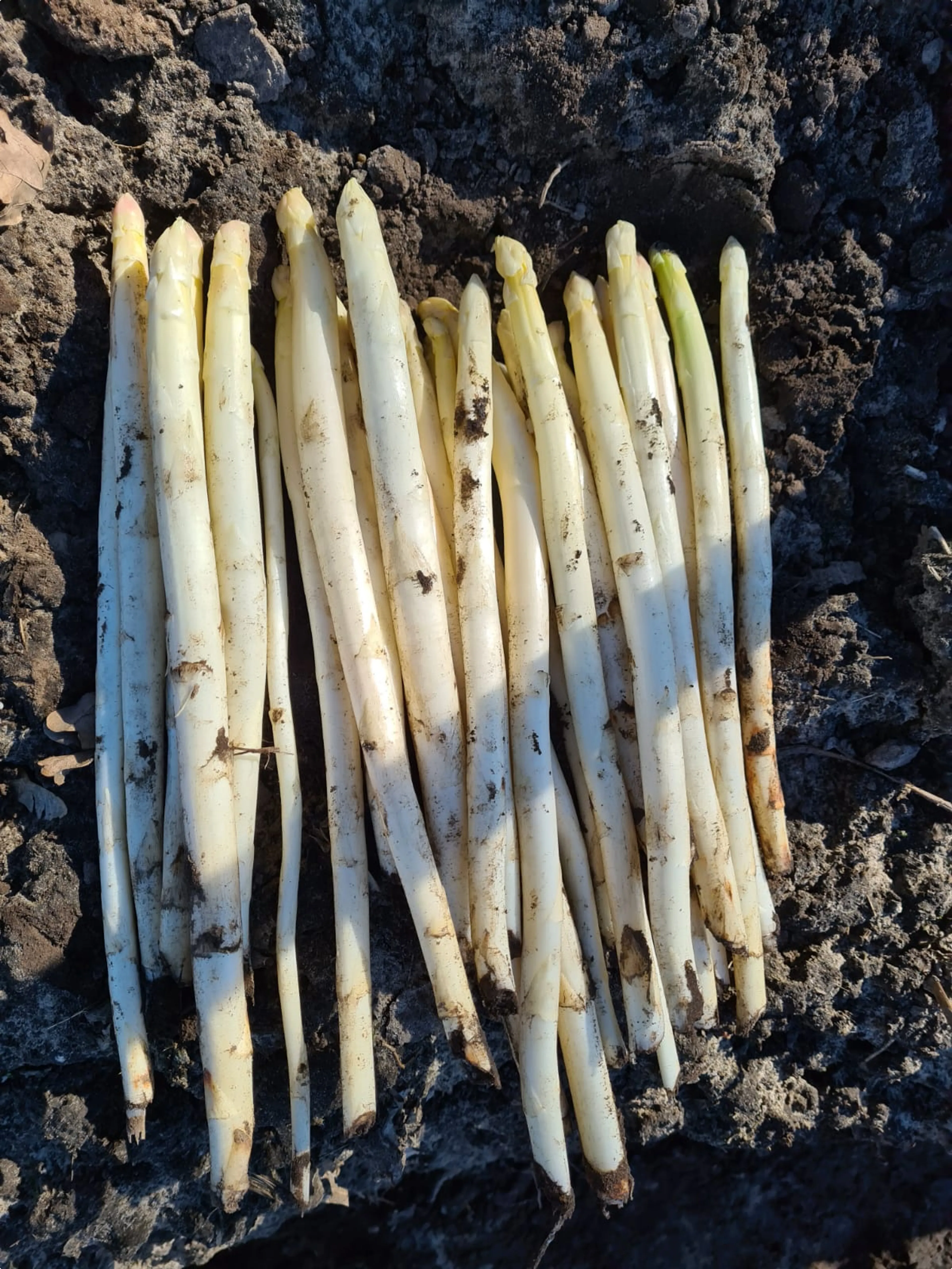 De opbrengst van de eerste keer asperges steken in 2021. Foto's: Asperges familie Tielemans