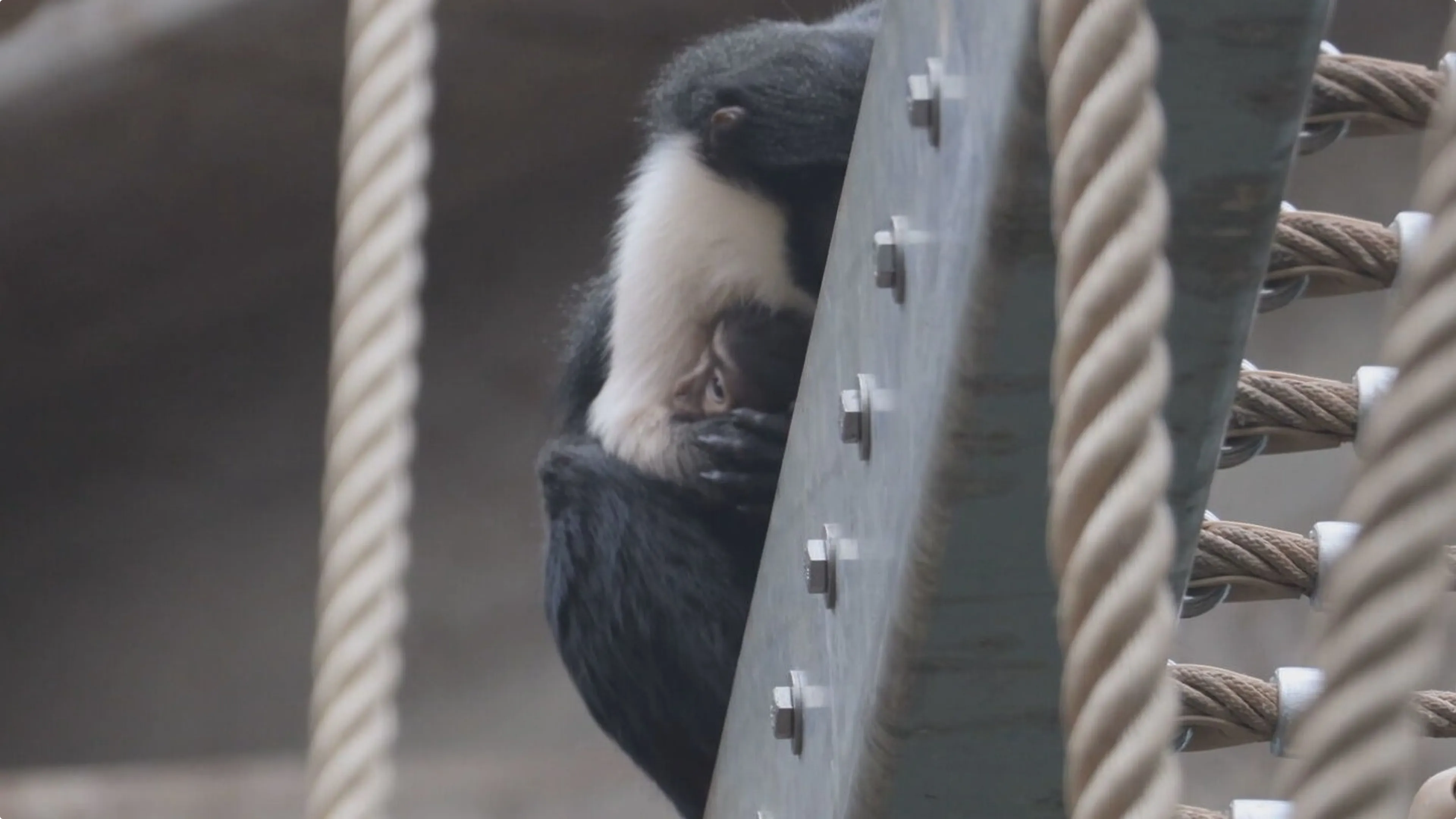 Dianameerkat geboren in Artis. Beeld: Artis