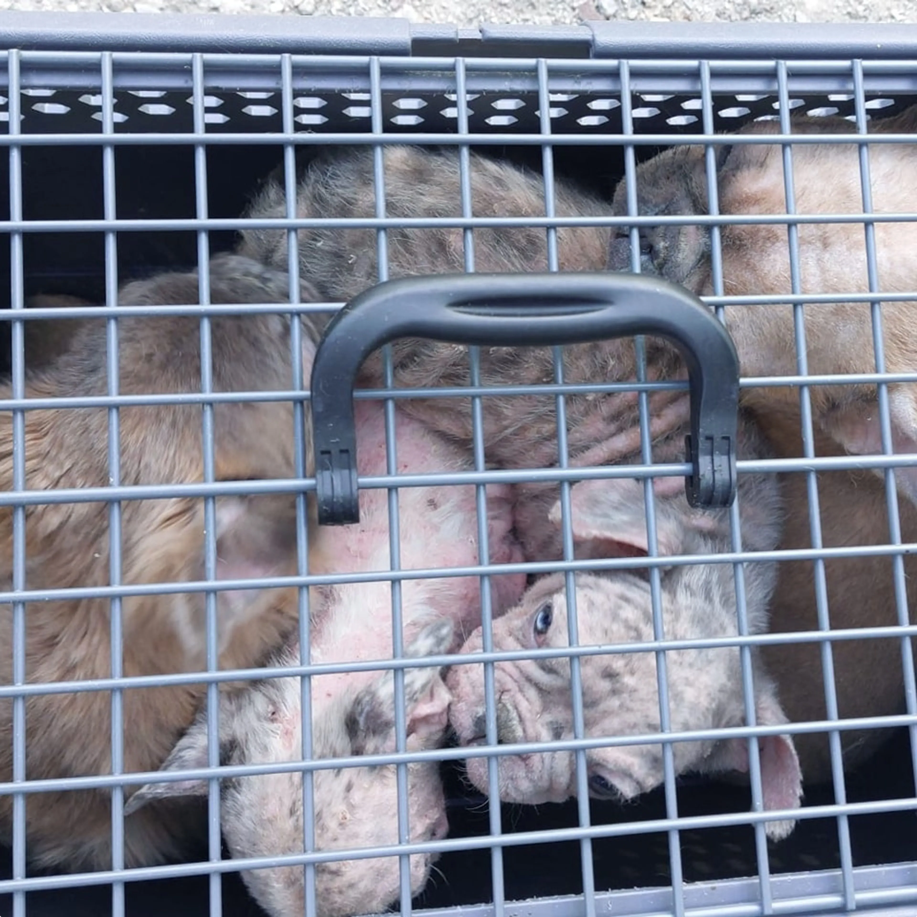 Gedumpte puppy's in een bench, beeld: Dierenambulance Brabant Noord-Oost
