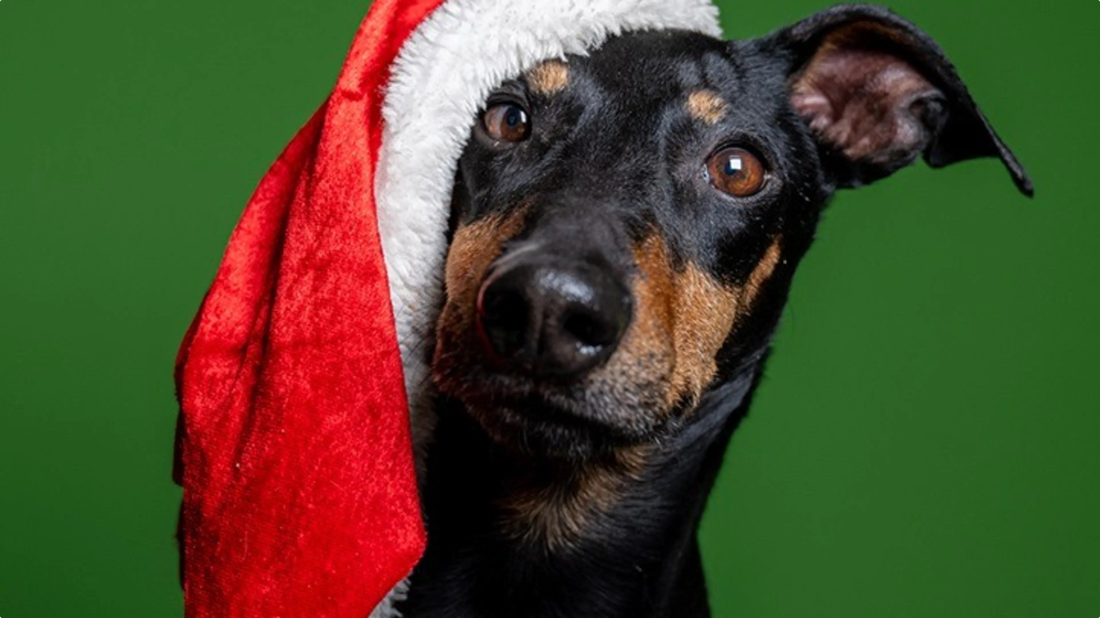 Hond Casey. Beeld: Dierenopvang Amsterdam (DOA) 