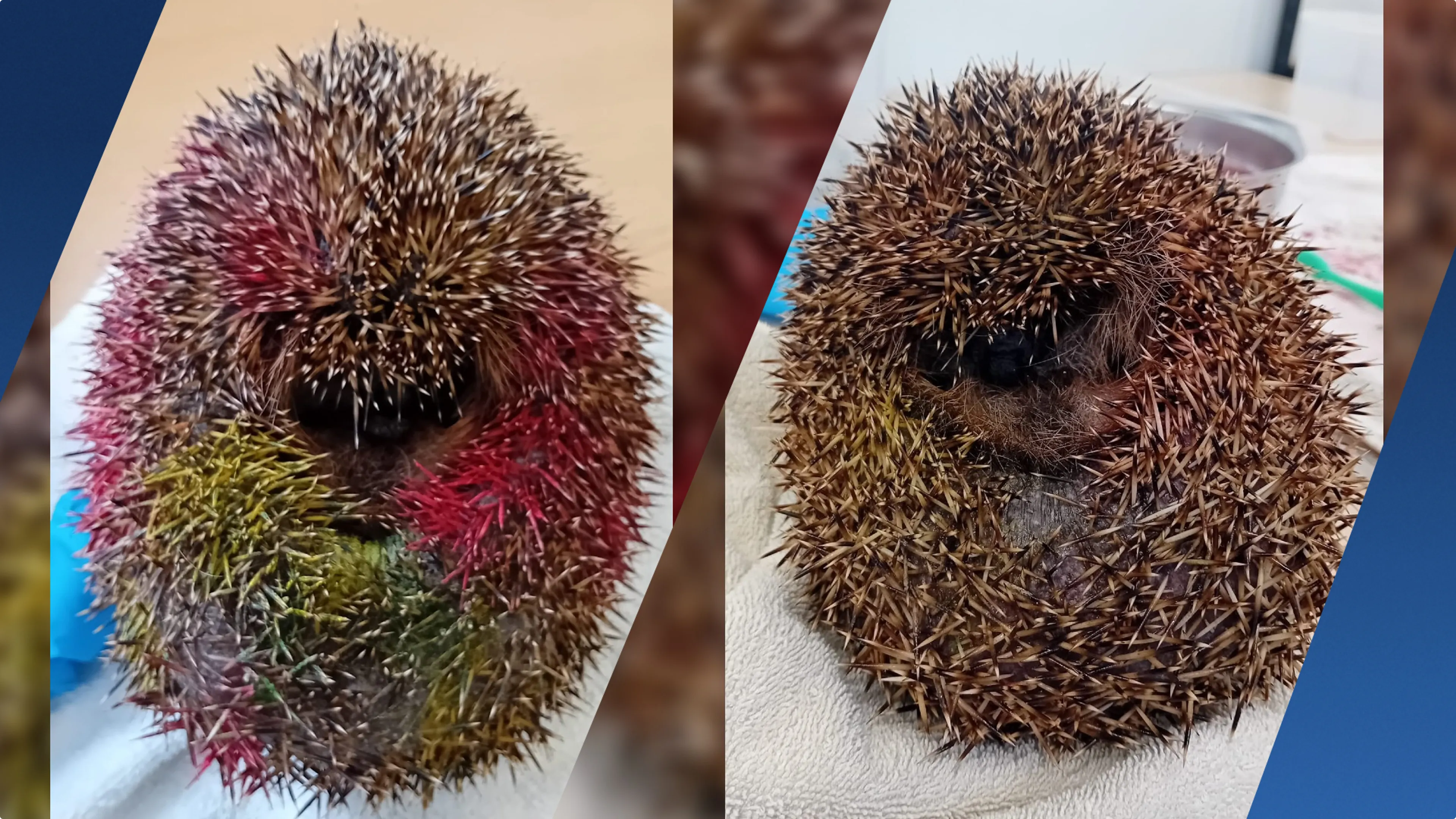 Het duurde lang voordat de egel weer schoon was. Beeld: Stichting Snorhaar