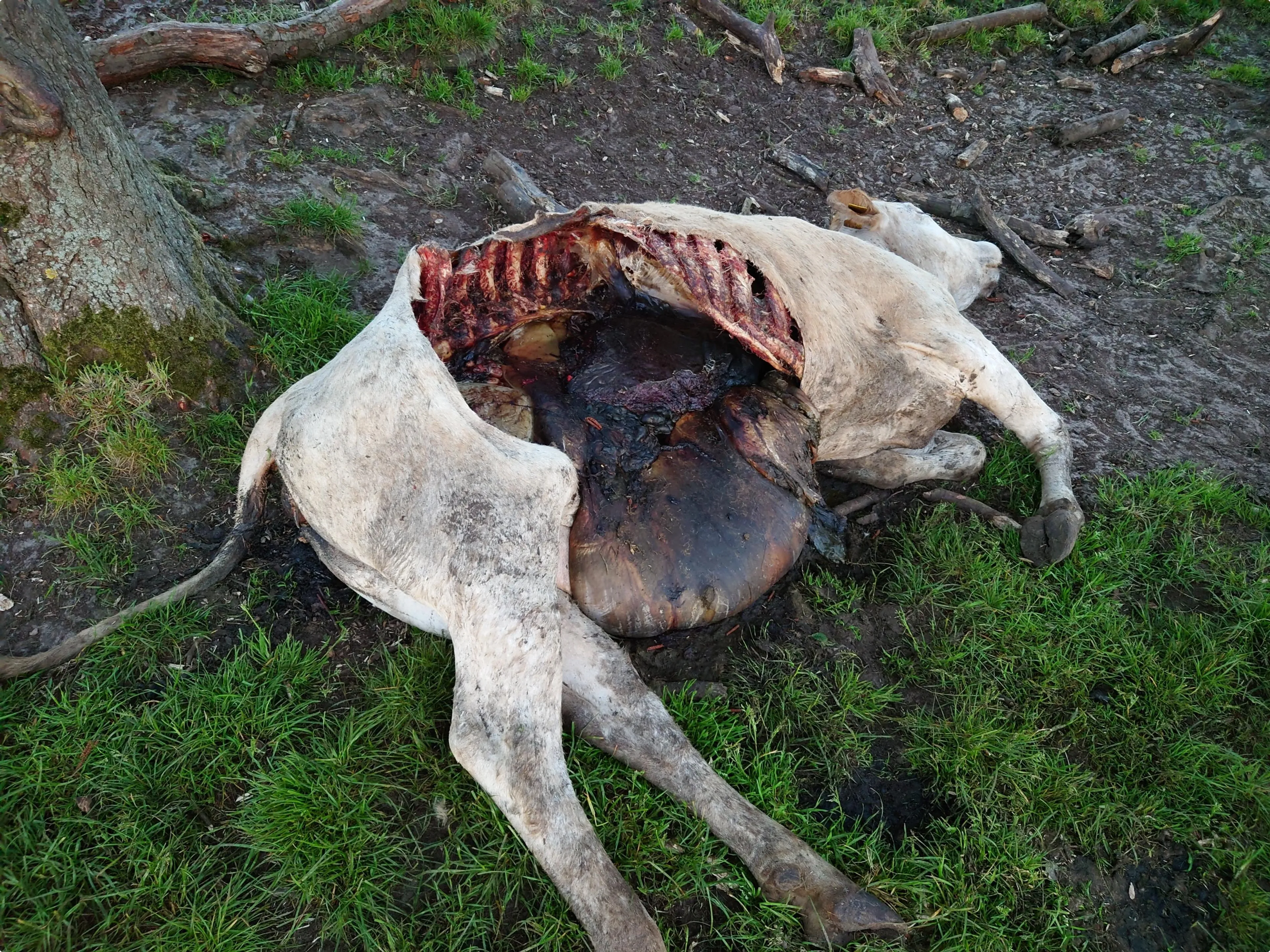 Foto 2 van de koe uit Anderen - BRON: Jos Ubels