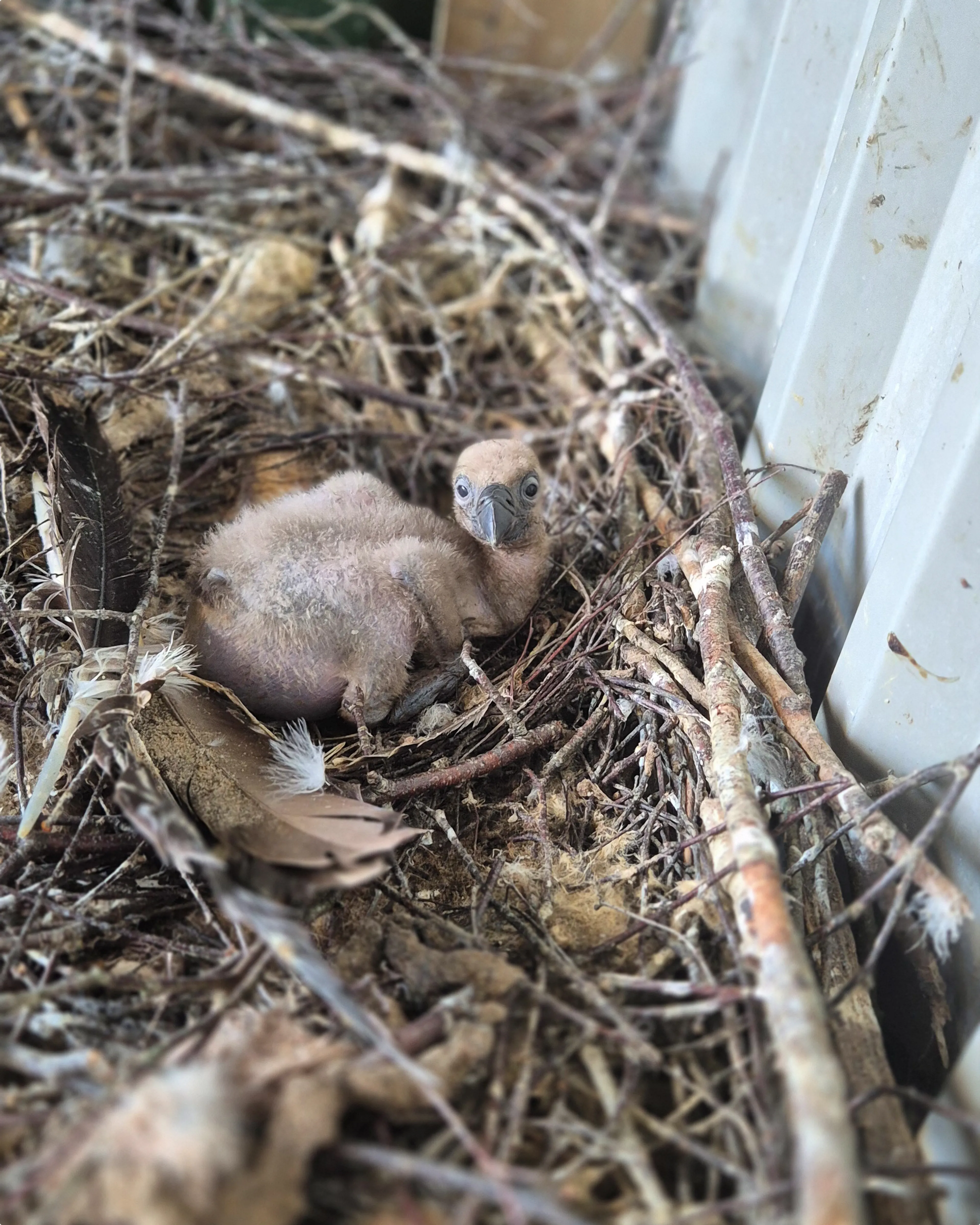 Beeld: Diergaarde Blijdorp