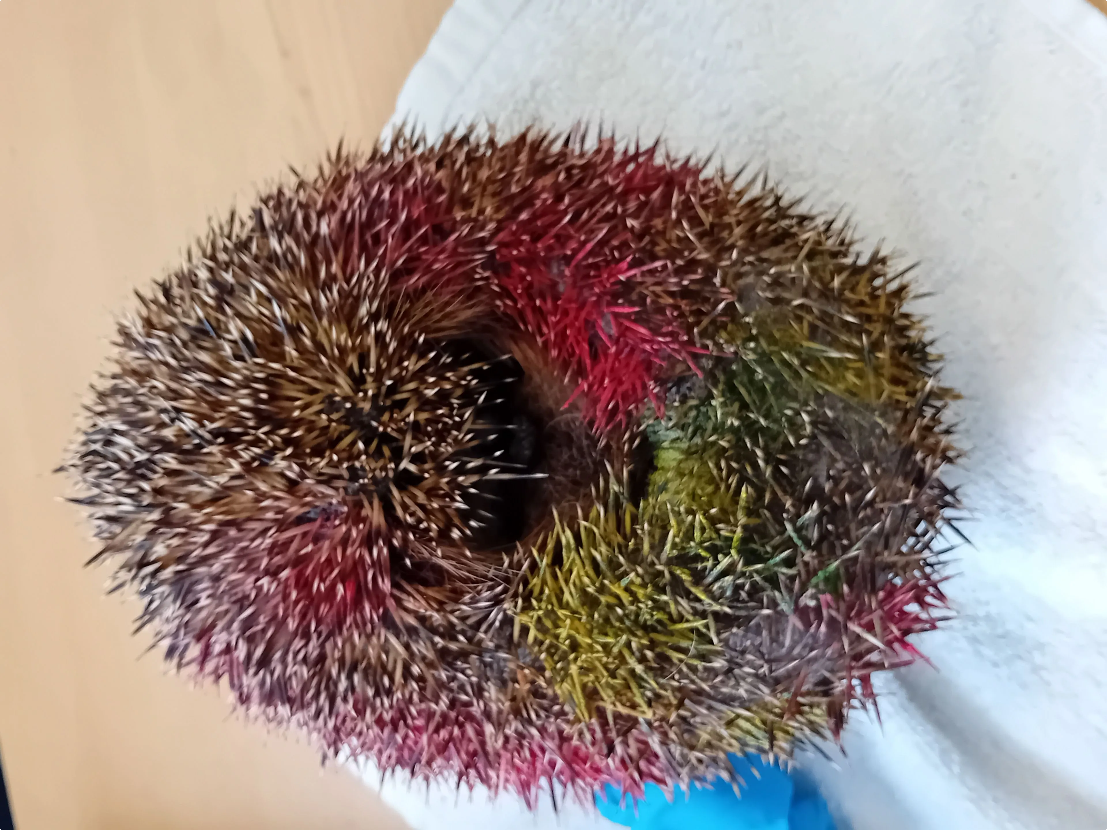 Het egeltje dat in augustus werd binnengebracht (Beeld: Stichting Snorhaar)