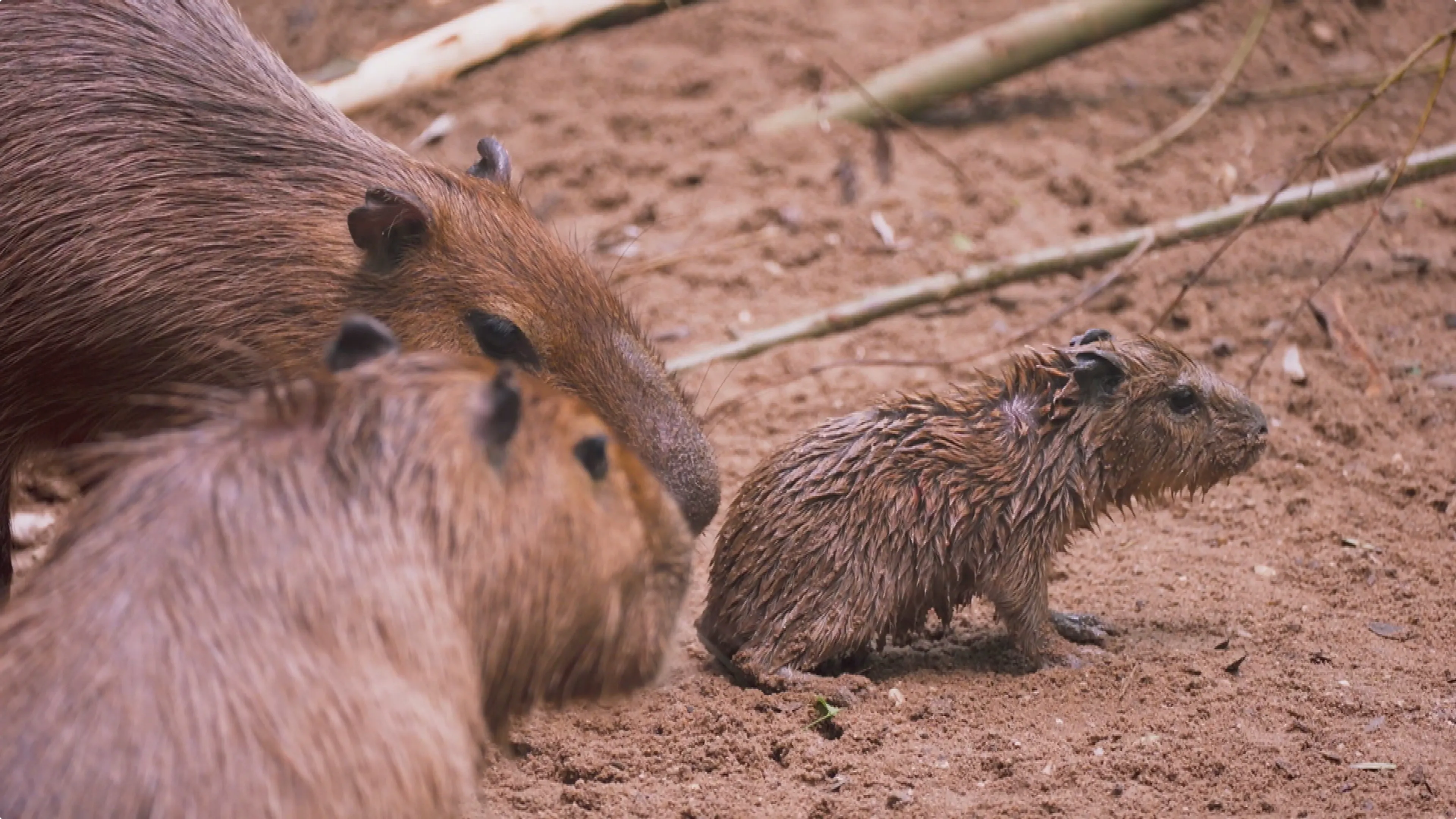 Een van de pasgeboren capybara's. Beeld: Burgers' Zoo
