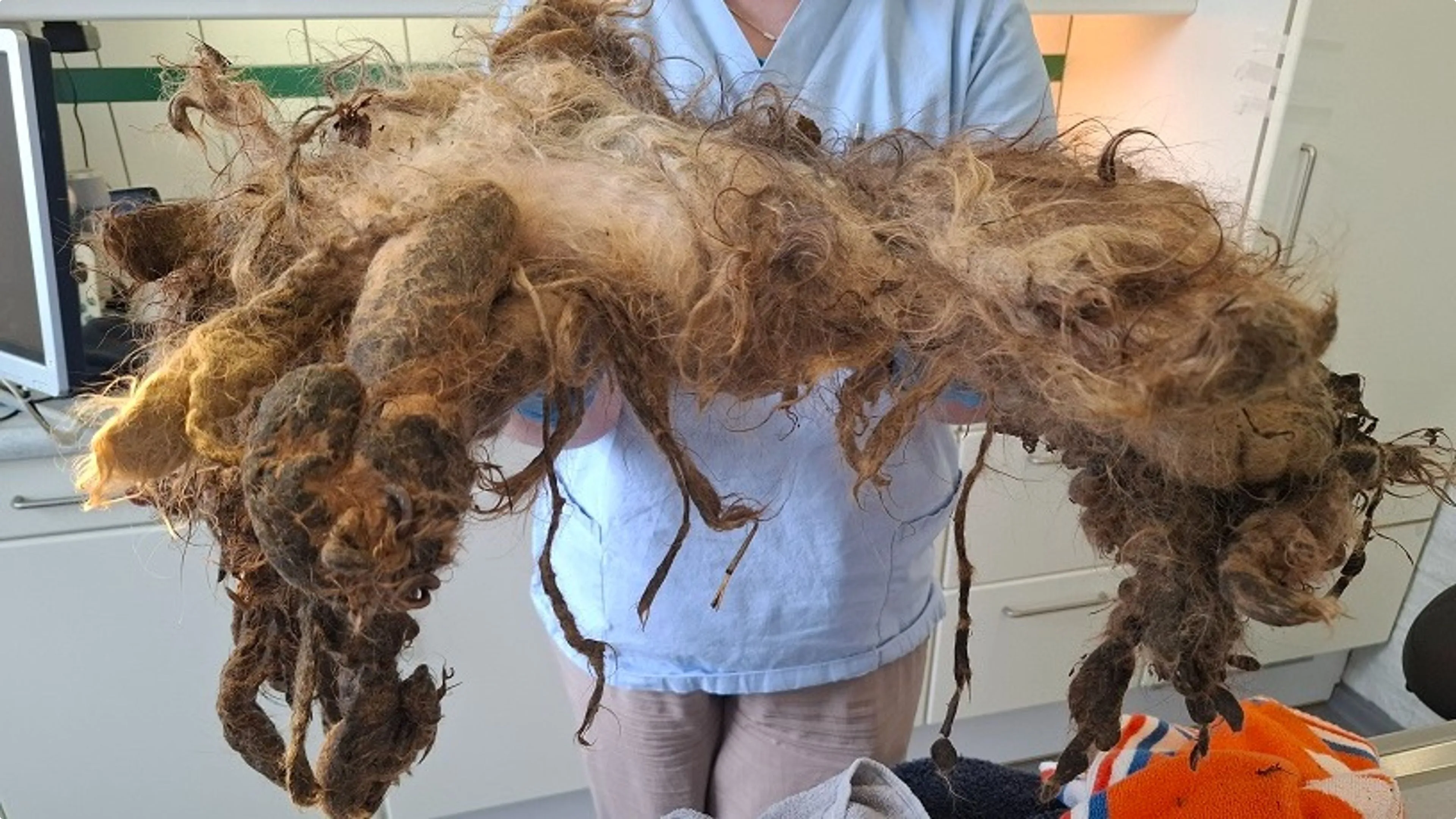 Het verwaarloosde hondje - beeld: Landelijke Inspectiedienst Dierenwelzijn