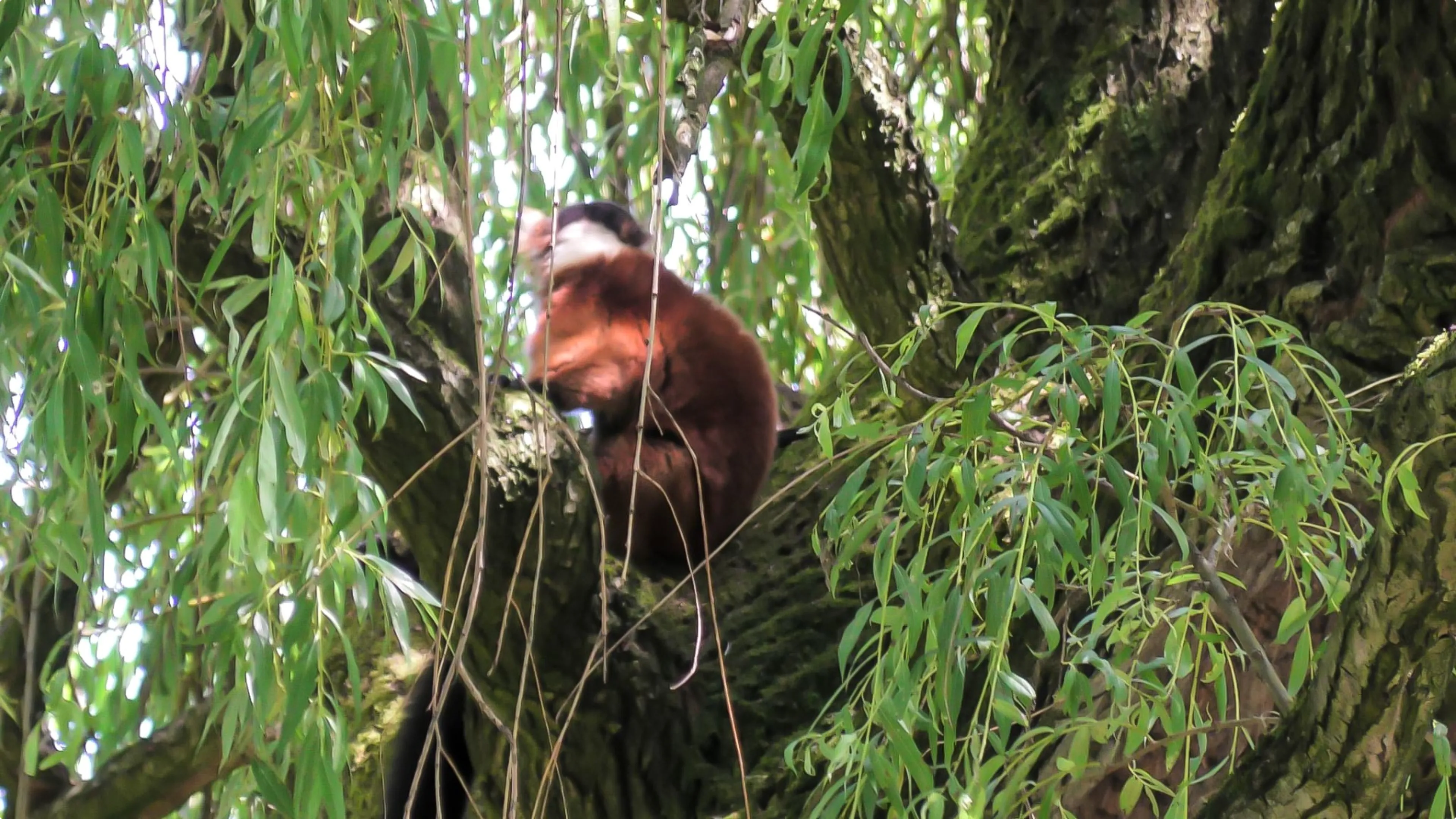 De ontsnapte aap, een rode vari, in kwestie. Het dier was niet van plan om zelf uit de boom te komen. Beeld: HFV/RVP